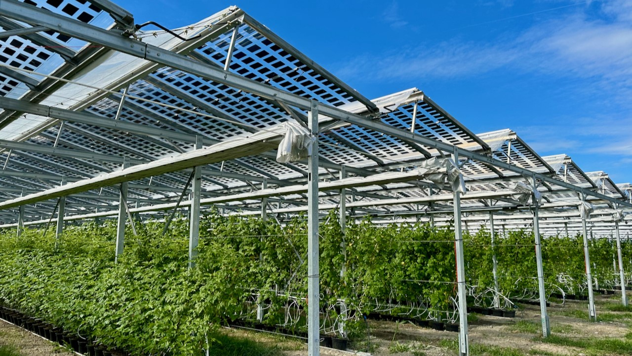 Aucune incidence négative n'a été mesurée sur les framboises, qui apprécient un certain ombrage et des températures un peu inférieures - photo Agroscope