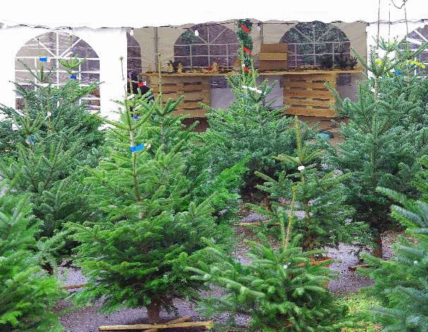 Copyright: ForêtSuisse - Une production écologique, pas de longues distances parcourues, une récolte de dernière minute, tels sont les principaux atouts des sapins de Noël indigènes.