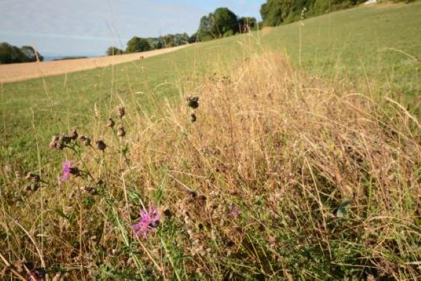 Copyright: Parc naturel Chasseral