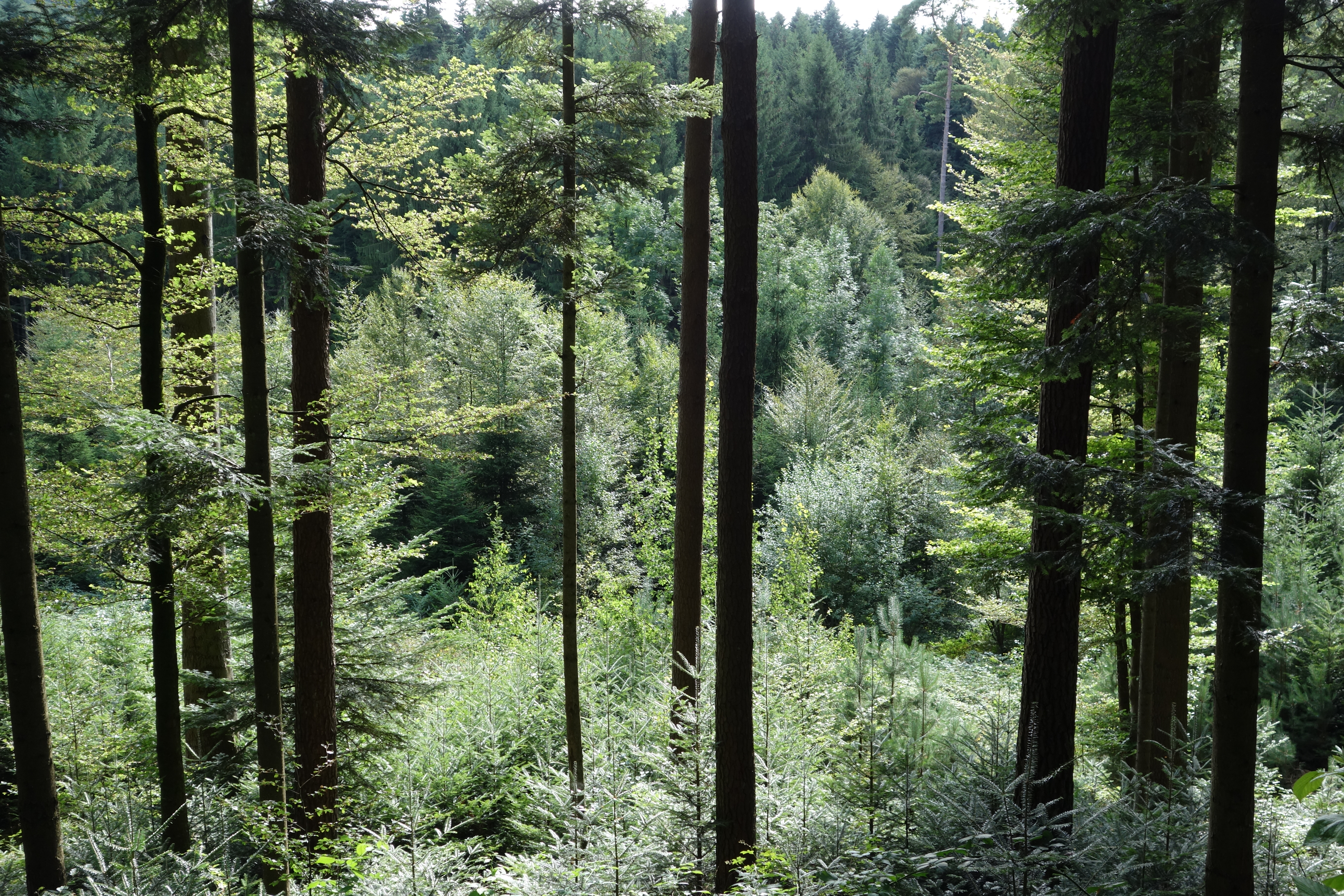 © www.foretsuisse.ch