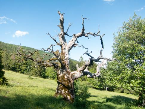 Copyright: Parc Chasseral - Un arbre sec en pâturage boisé, comme ce très vieux chêne, constitue un habitat recherché pour de très nombreusesespèces de coléoptères.