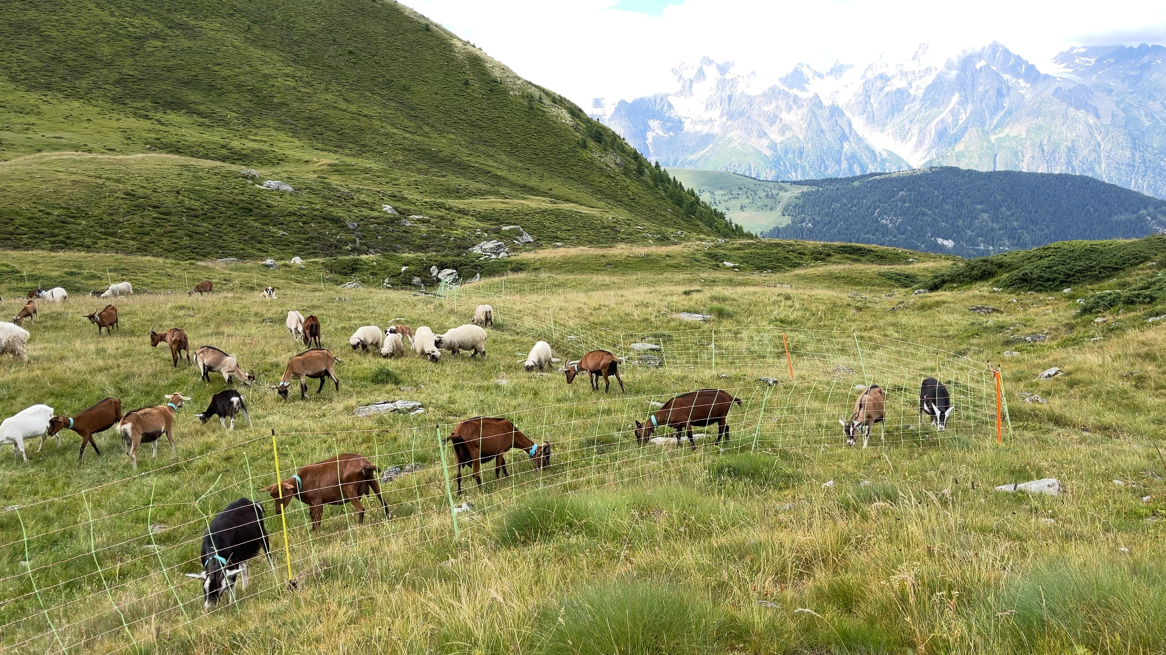En montagne, les troupeaux sont les seuls à pouvoir valoriser l’herbe et préserver ces paysages ouverts - photo PB