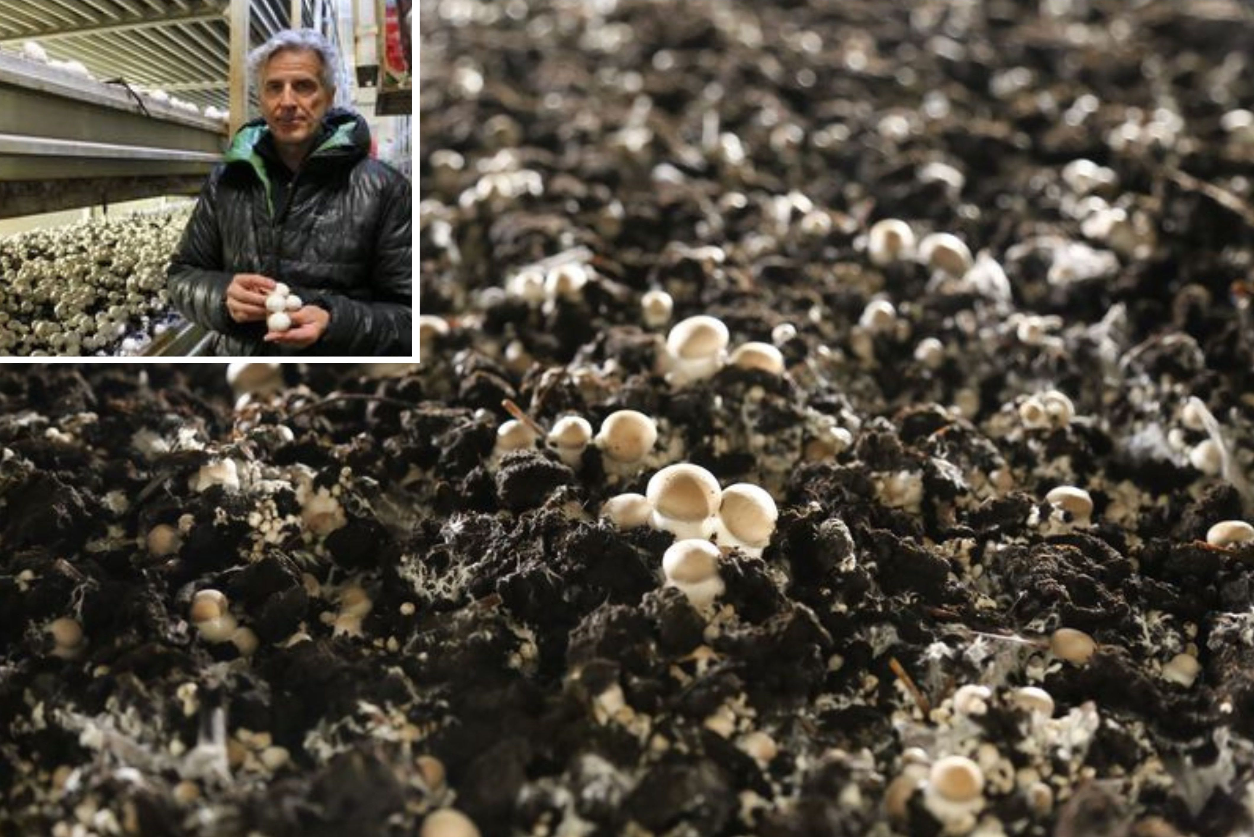 Les champignons poussent très vite: six jours seulement après l'épandage du substrat, explique Cédric Stadler, directeur de Champignons Stadler (photo RH)