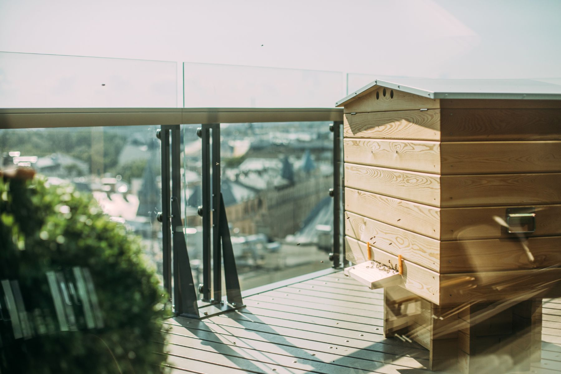 L'augmentation du nombre de ruches, notamment en milieu urbain, est une menace pour les abeilles sauvages (DR)