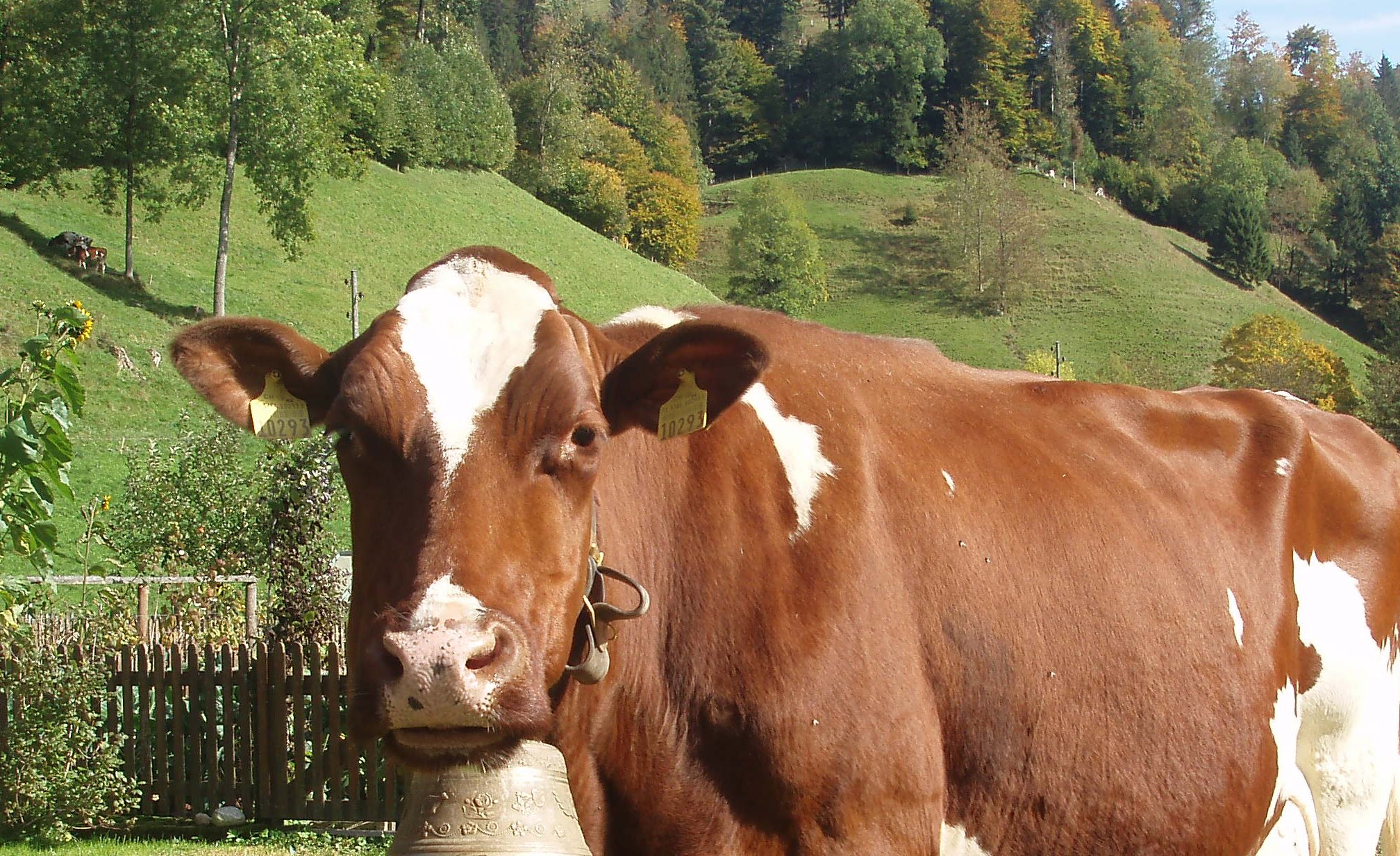 copyright: agriculture.ch