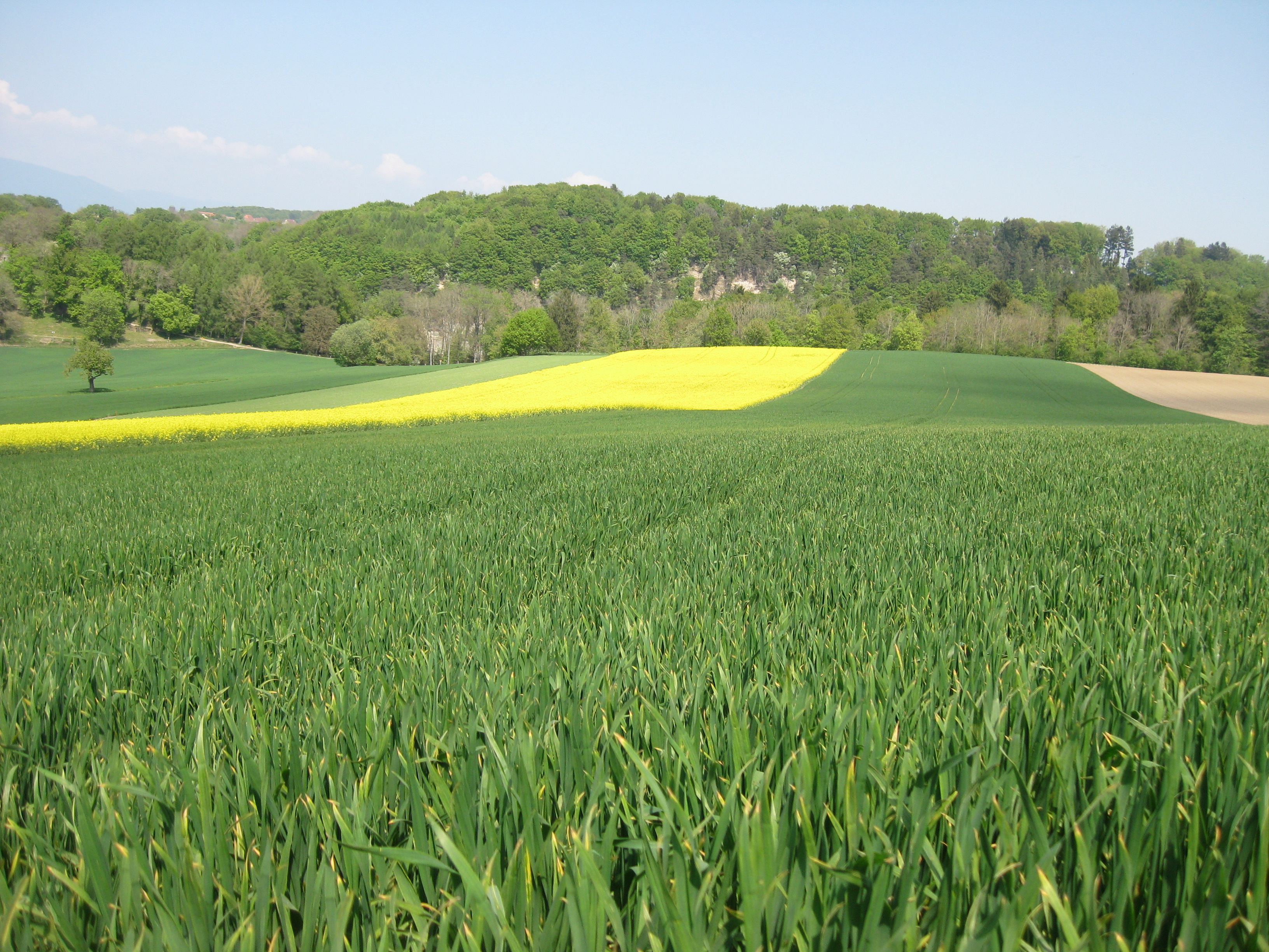 copyright swiss granum