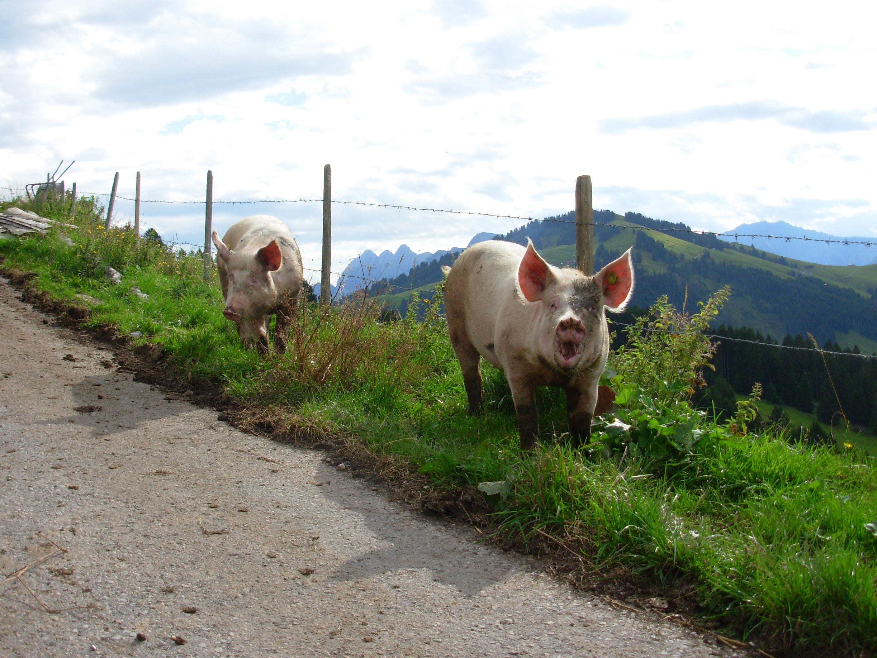 Copyright: Samuel Reichenbach/agriculture.ch - La peste porcine affecte le cochon domestique et le sanglier.