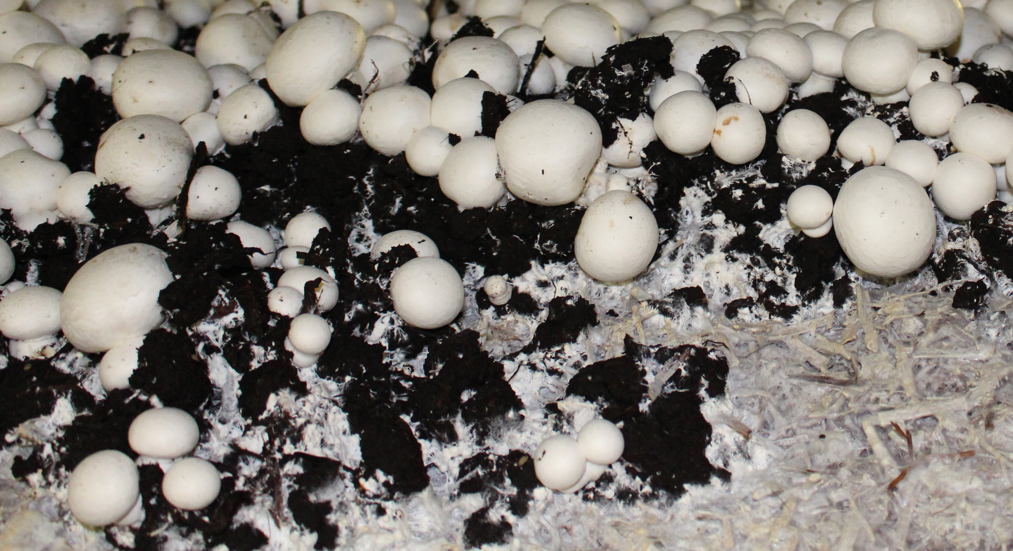 Copyright AGIR - Champignons de Paris