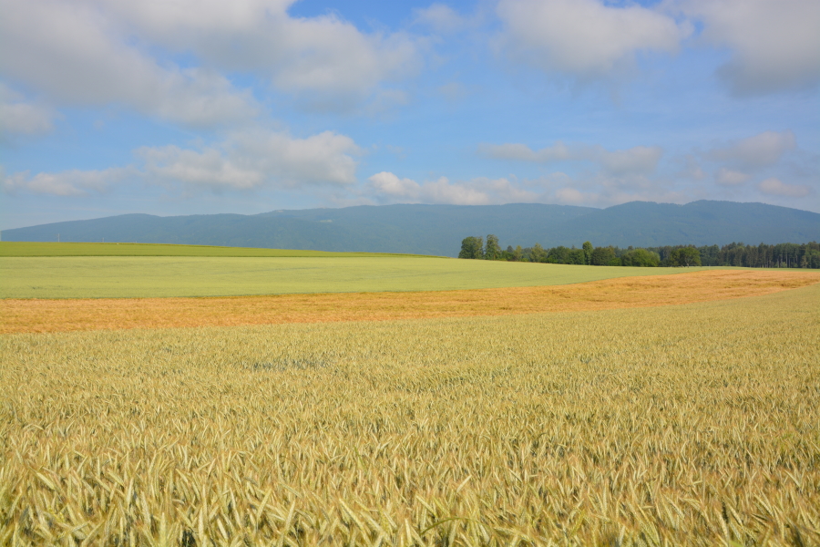© Prométerre - Les cultures de céréales toujours moins nombreuses dans le canton de Vaud