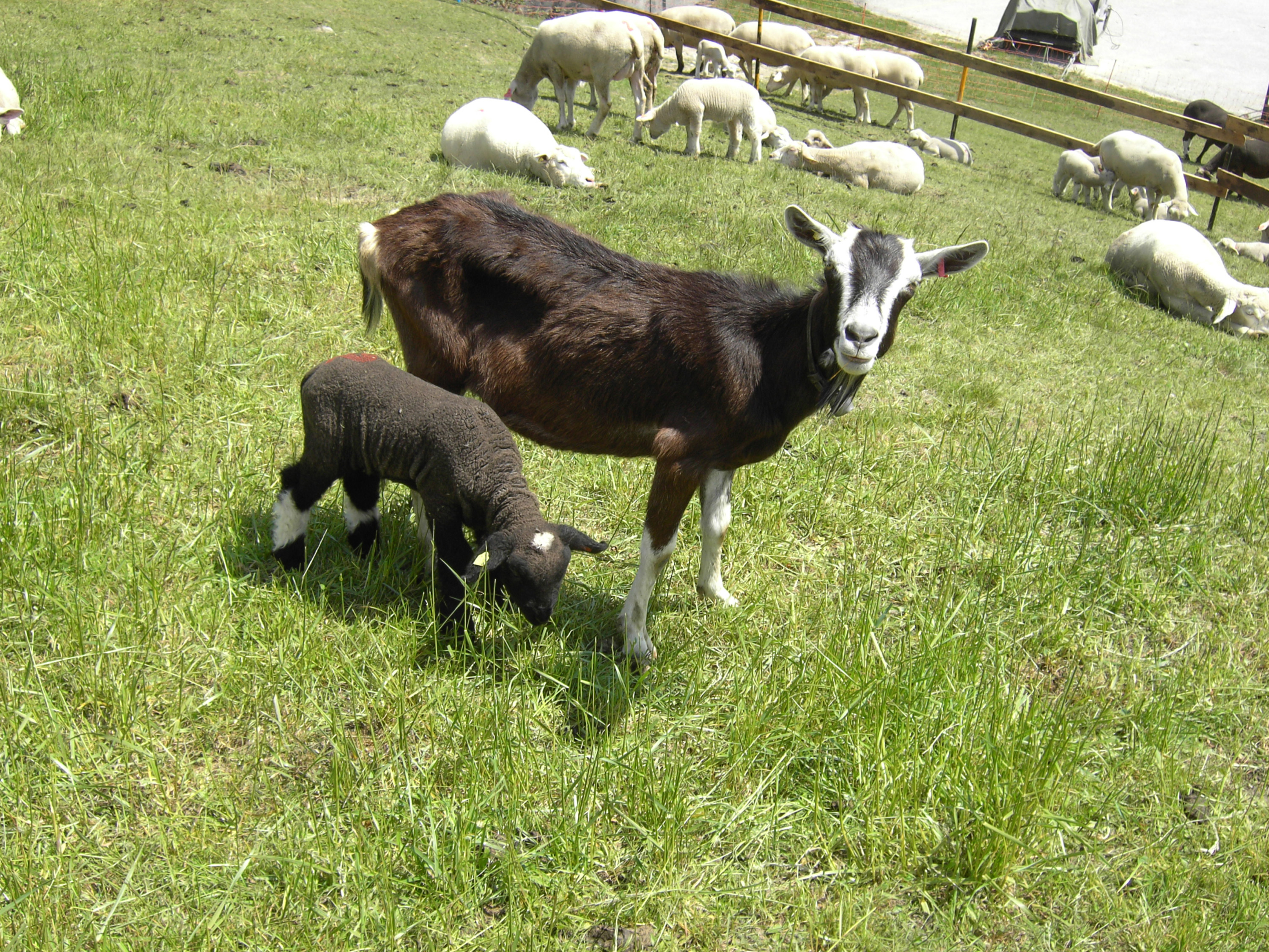 Copyright: D. Hetflejs / agriculture.ch