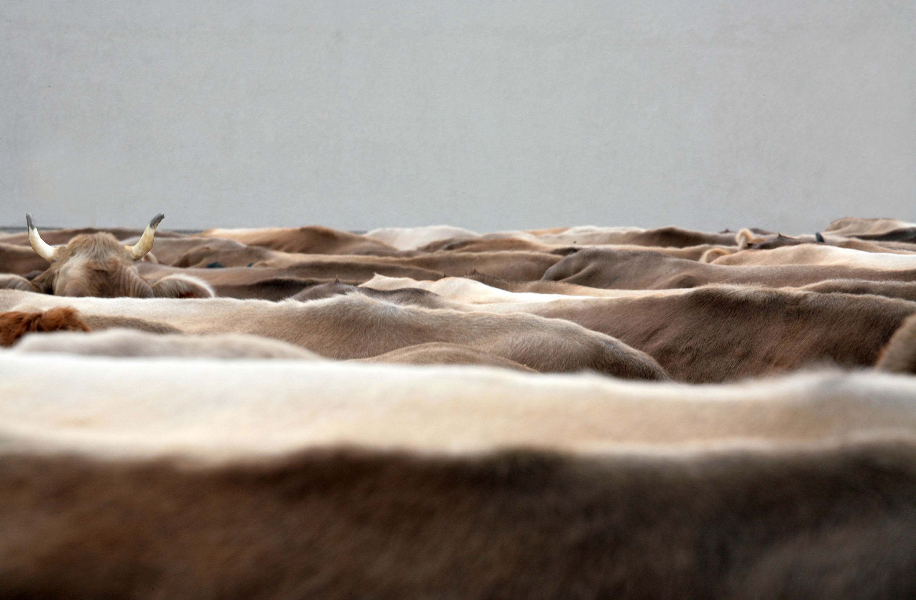 Copyright: Samuel Forrer/agriculture.ch