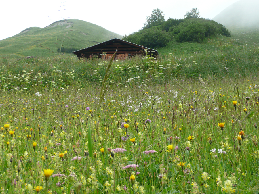 Copyright: M. Zogg / agriculture.ch - En 2018, la majorité des terres mises en valeur par les exploitations agricoles était constituée de prairies naturelles et pâturages.