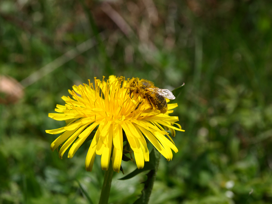 Copyright: Th. Barmettler / agriculture.ch