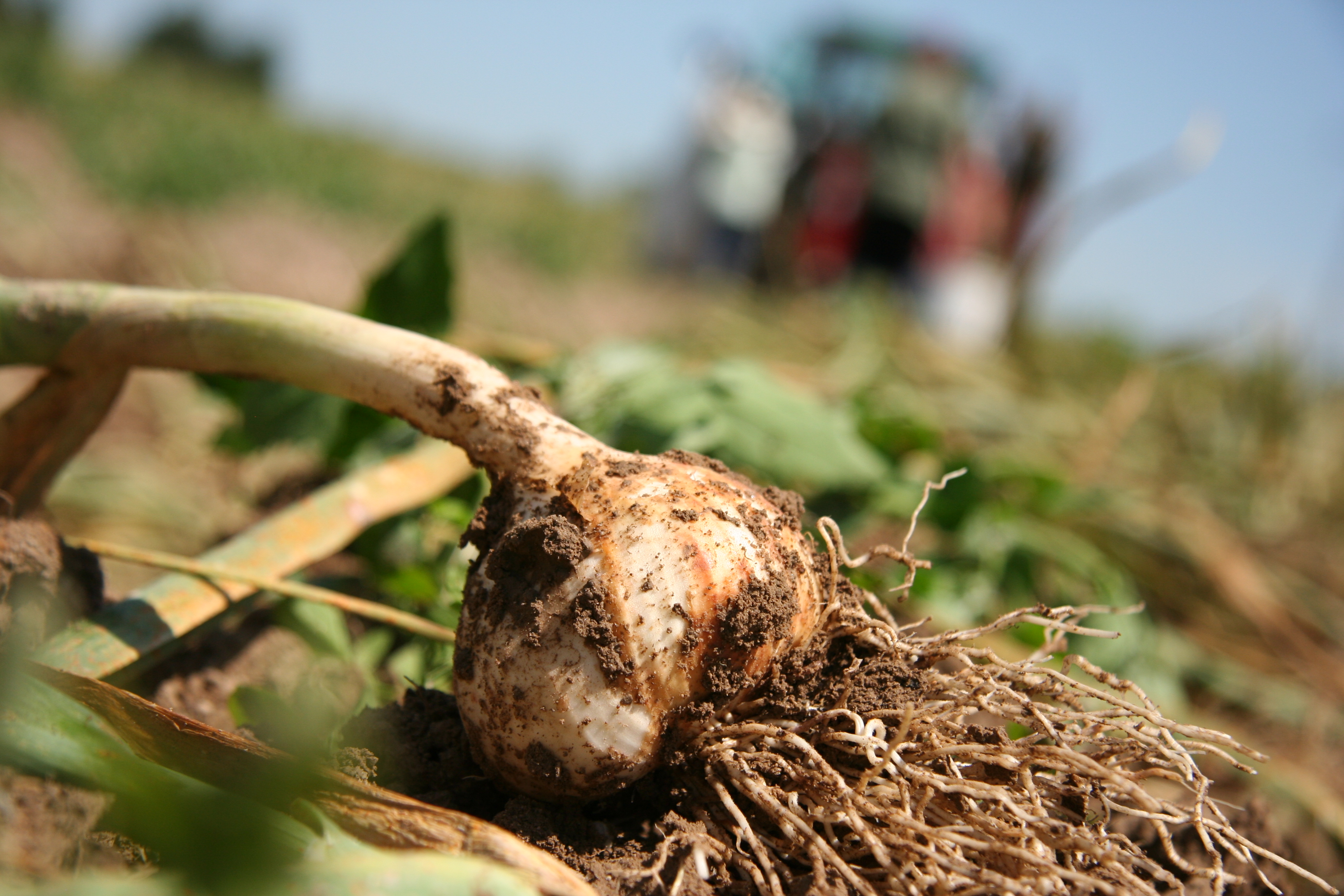 Copyright: agriculture.ch