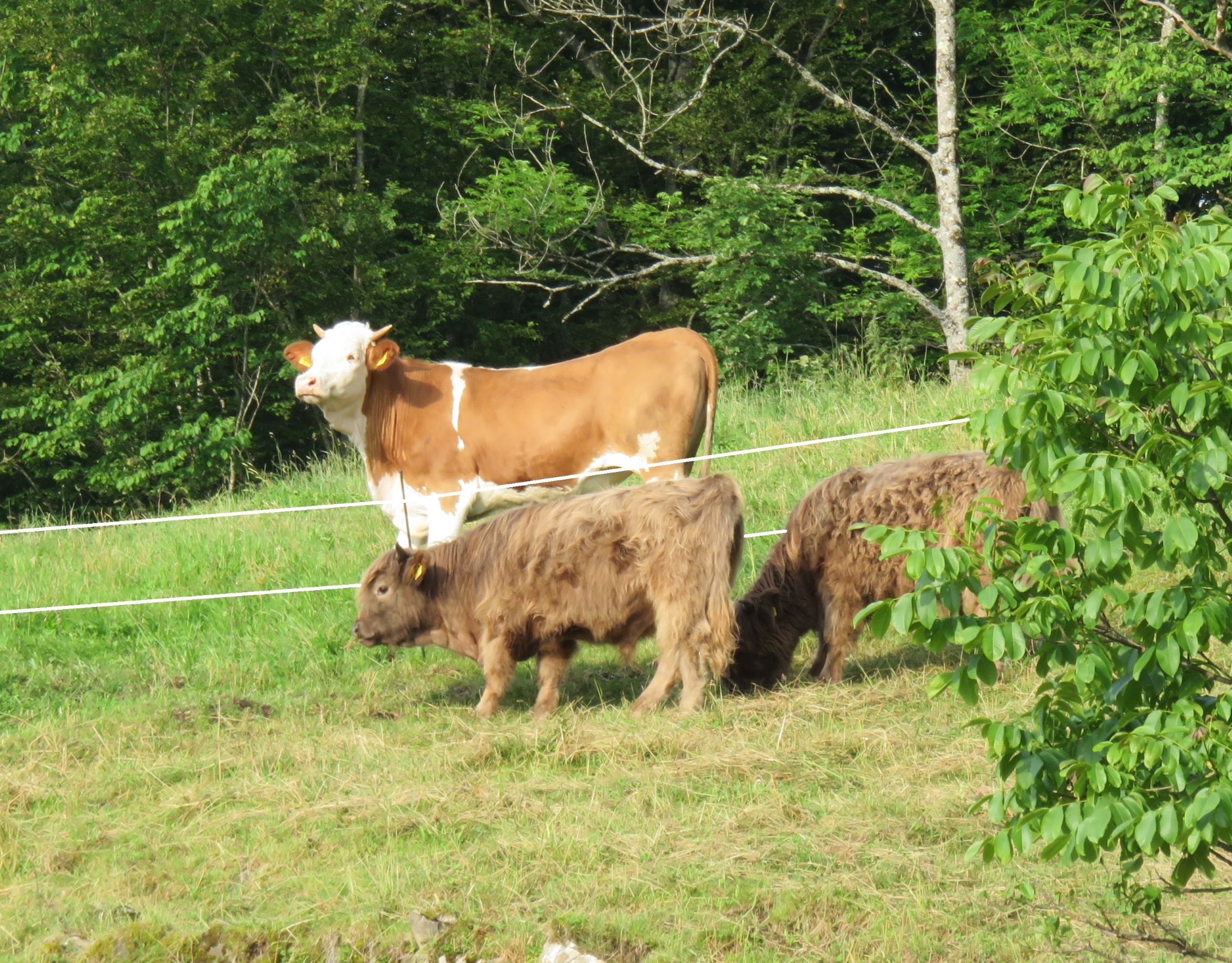Copyright. Agroscope -     Les races bovines orientées vers la production (en arrière-plan) et la Highland Cattle ont des préférences alimentaires différentes. 