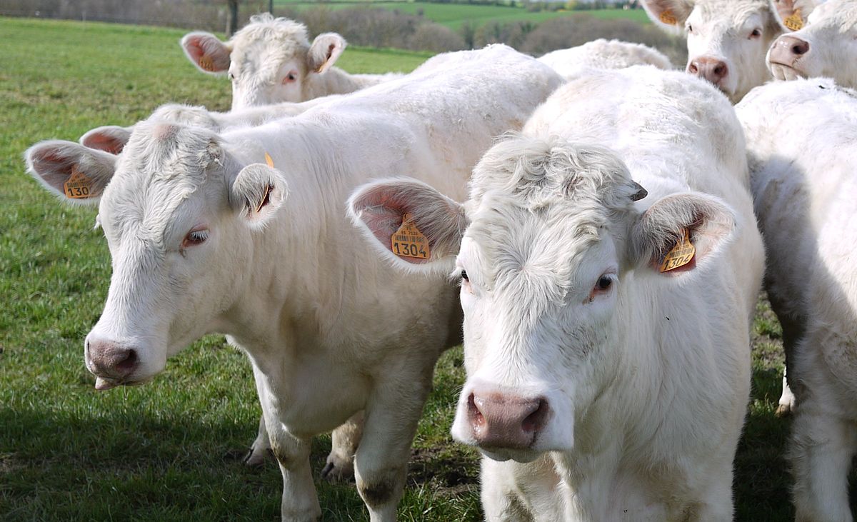 (© Wikimedia Comons - Les bovins de race charolaise, comme ici ces deux génisses, sont destinés à produire de la viande.)