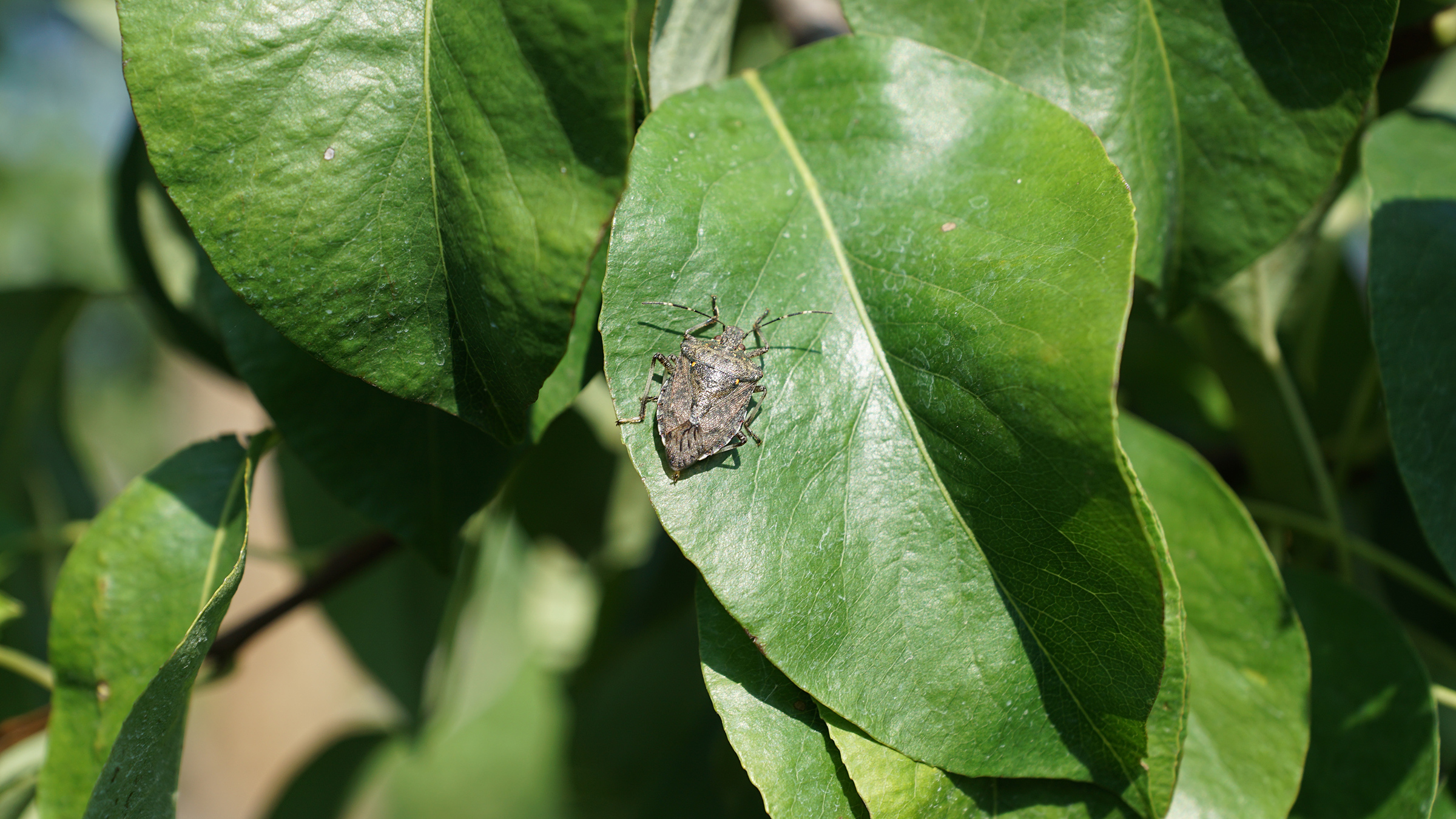 Copyright: Fruit-Union Suisse