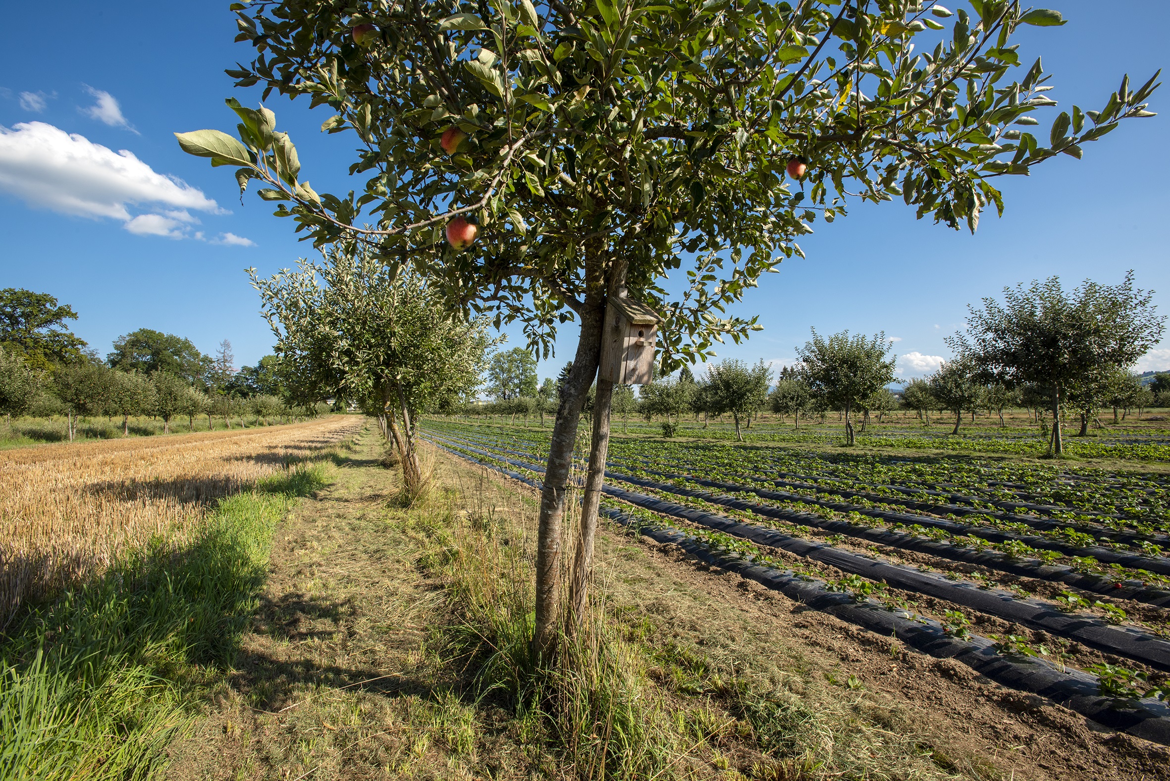 Copyright: Agroscope / Gabriela Brändle