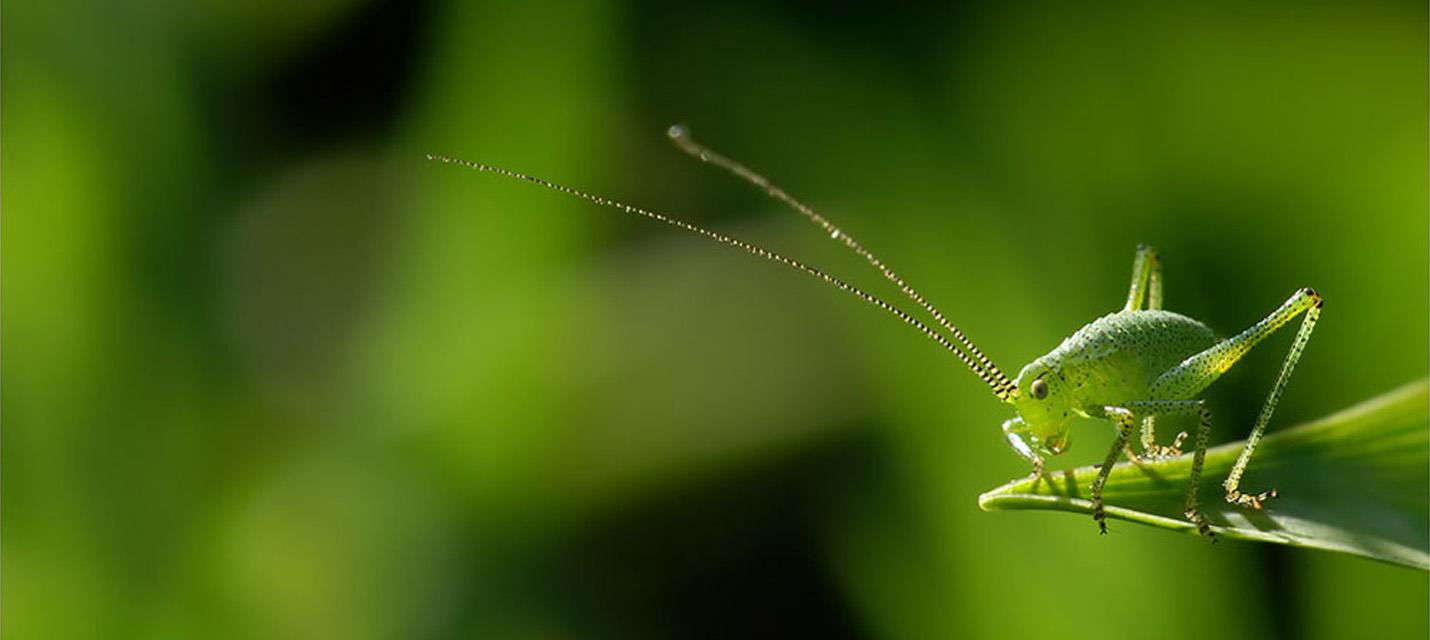 Copyright: Journée des insectes, Aarau