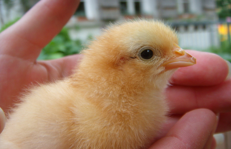 Copyright: agriculture.ch