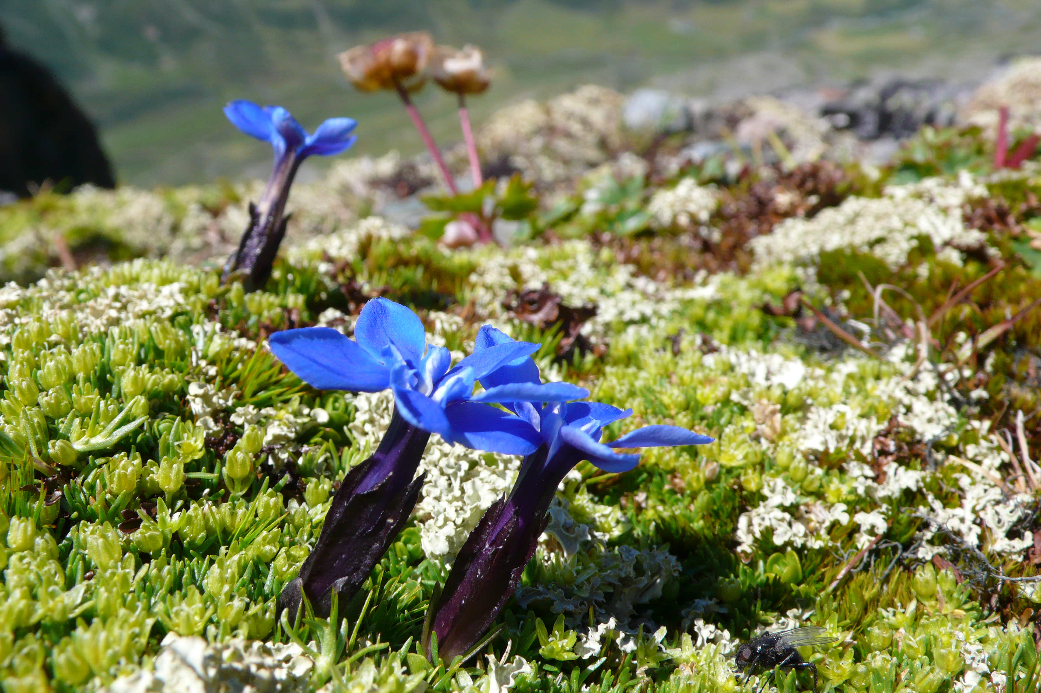Photo F. Hagedorn / WSL - Les plantes alpines qui pourront profiter des changements climatiques dépendent fortement du sol, qui stocke l’eau et les nutriments. La gentiane de Bavière a disparu de nombreux sommets suisses. 