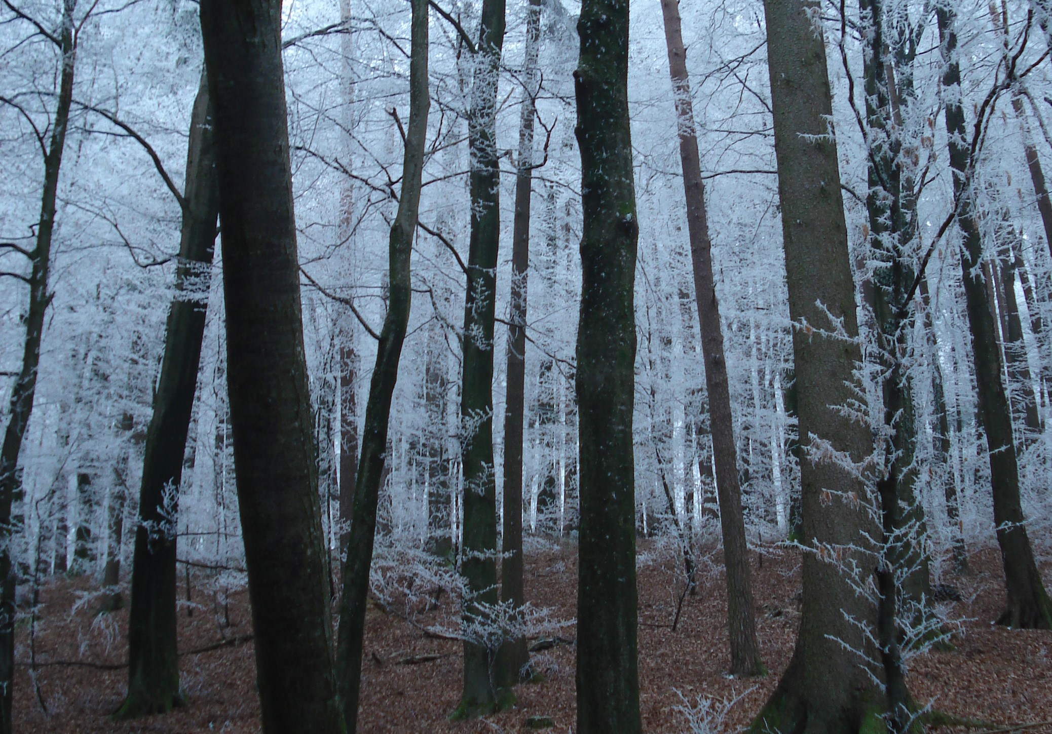 Copyright: agriculture.ch