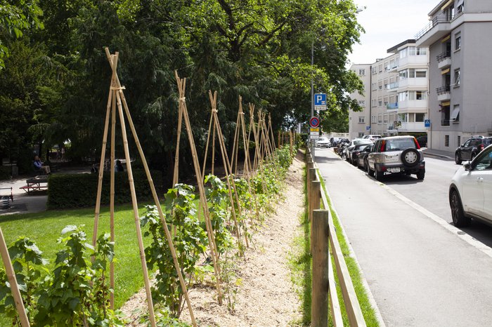 Photo: Lausanne Jardins - Lasagne potagère: jardin participatif au collège de l'Eglantine. Une butte en permaculture permet de sensibiliser les enfants à la culture des plantes, à l'agriculture urbaine et à la technique de la permaculture.