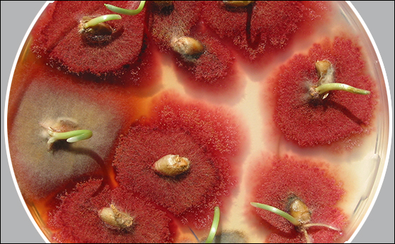 Copyright Agroscope - Colonies de Fusarium graminearum provenant de grains de blé.