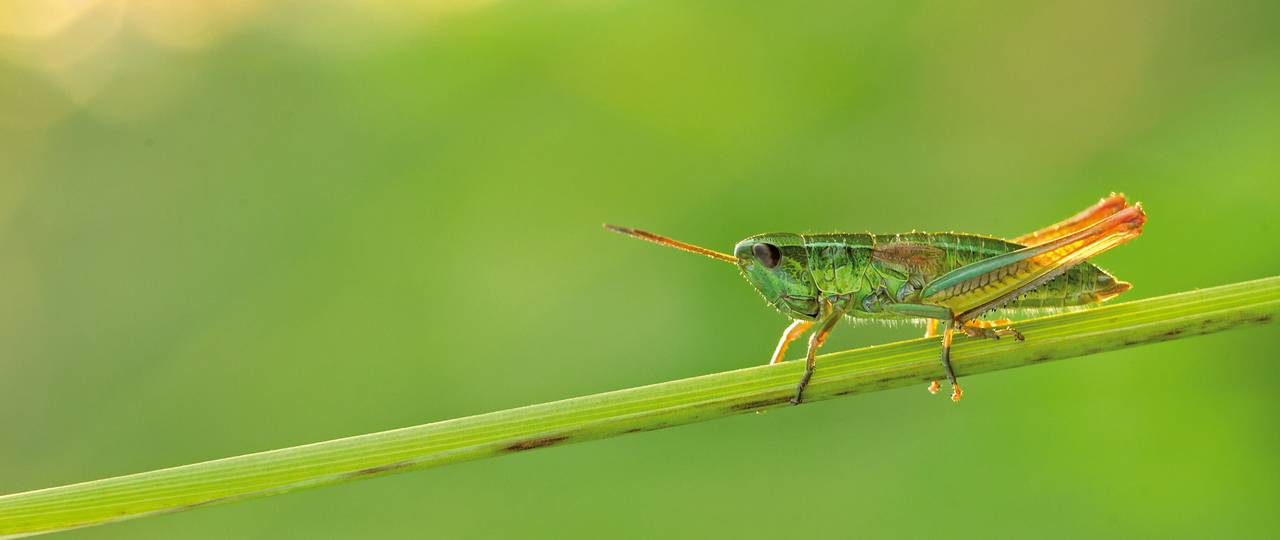 Copyright: Martin Fellendorf, Université d'Ulm - Les populations d’insectes comme celle du criquet des clairières (Chrysochraon dispar) ont fortement diminué.