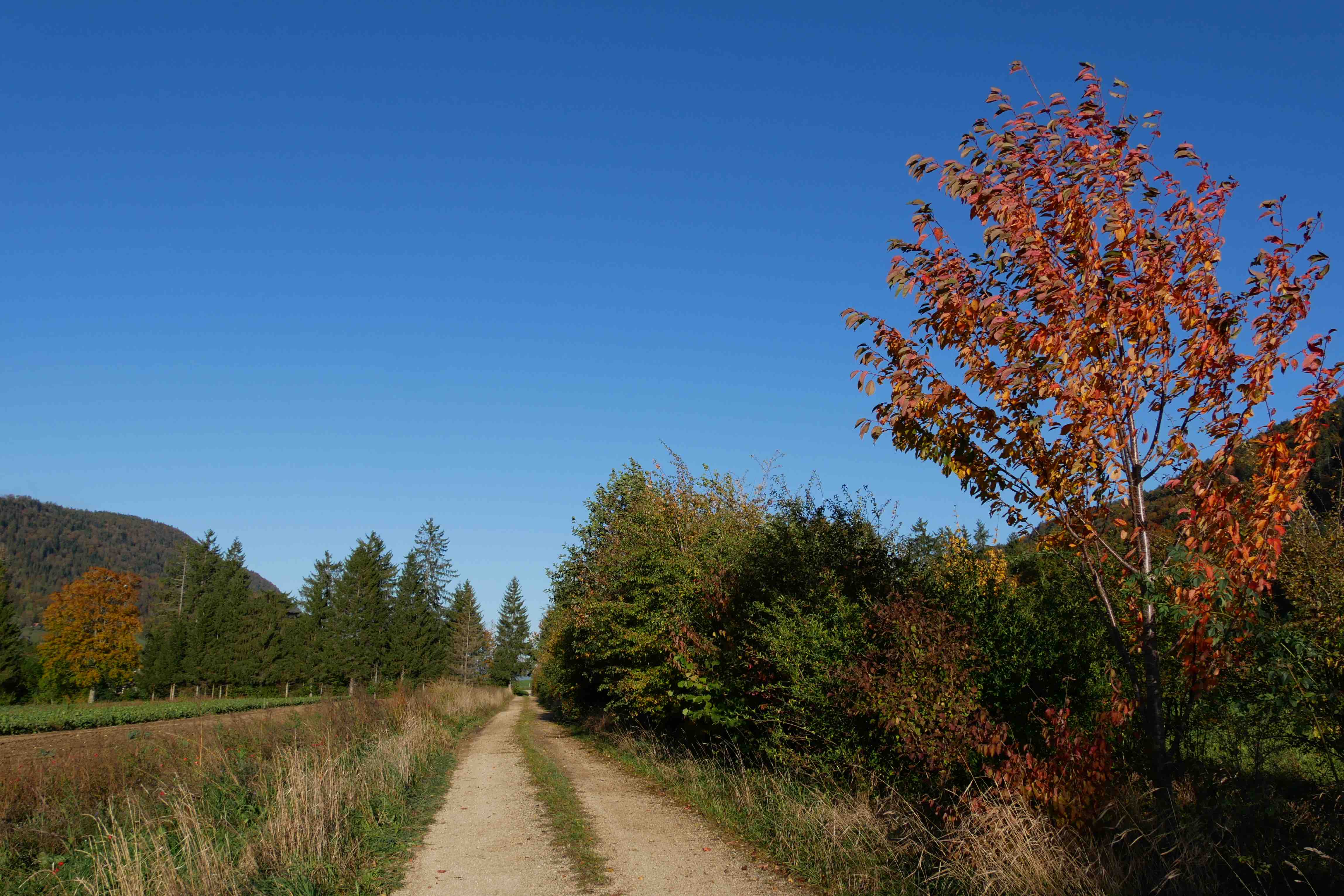 Copyright: association Journée suisse des haies