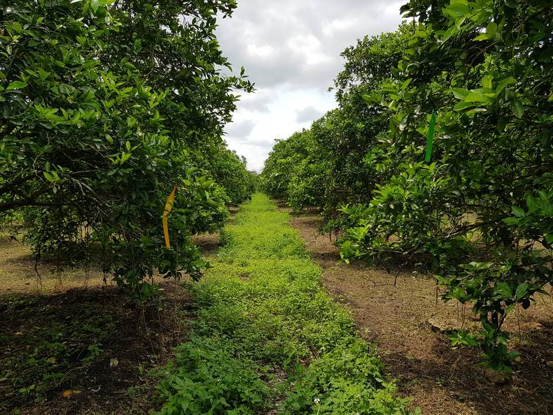 Copyright FiBL/Salvador Garibay - La flore adventice entre les arbres sert d'habitat aux insectes auxiliaires.