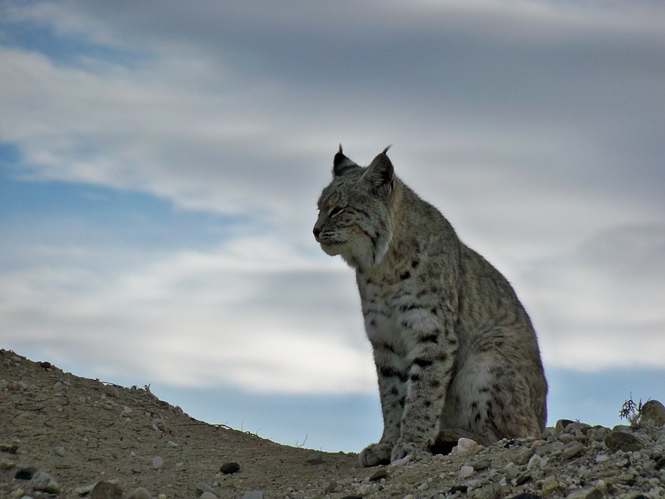 Copyright Pixabay - Lynx