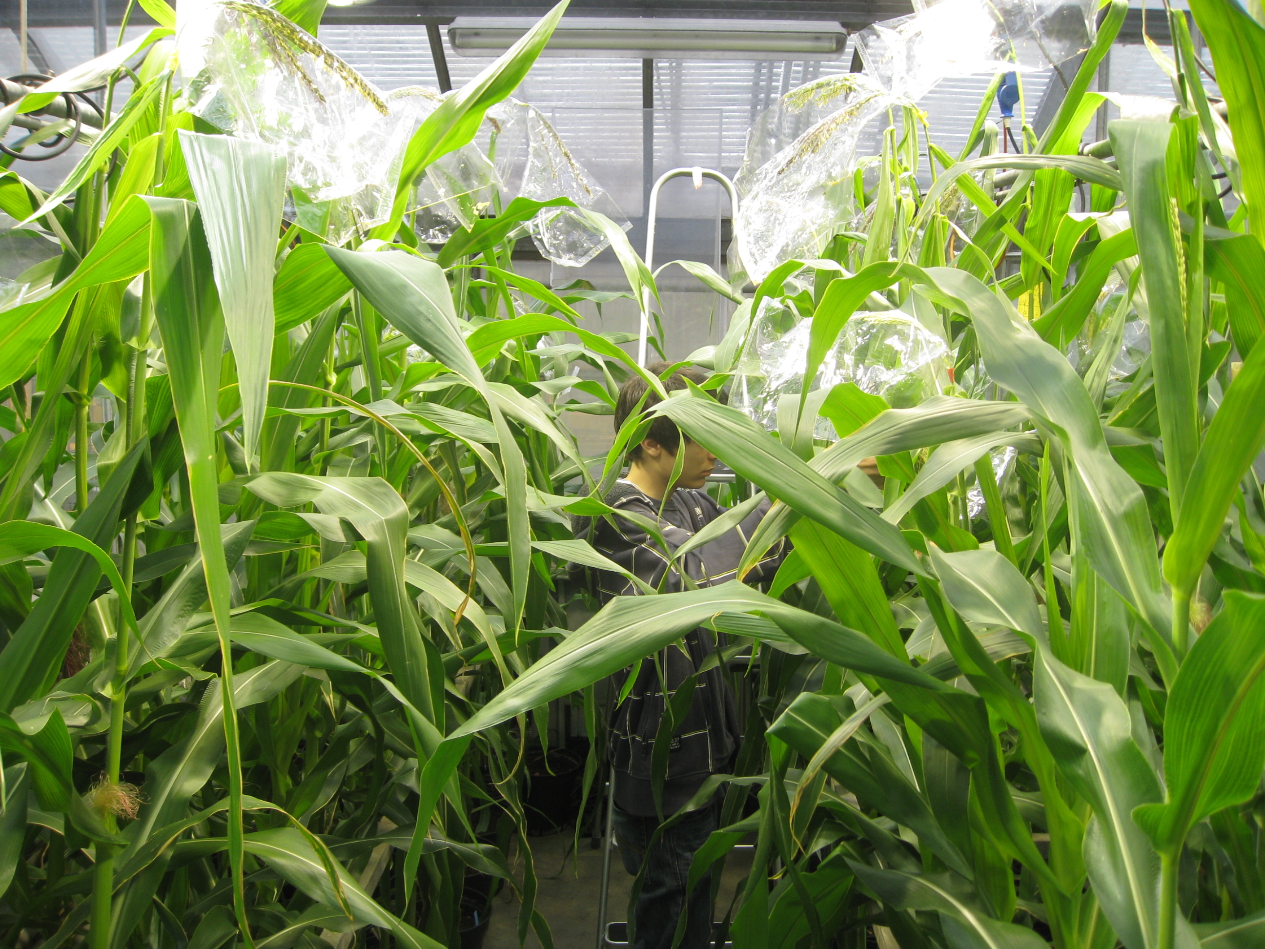 Copyright Mario Waldburger, Agroscope - Maïs Bt dans une serre