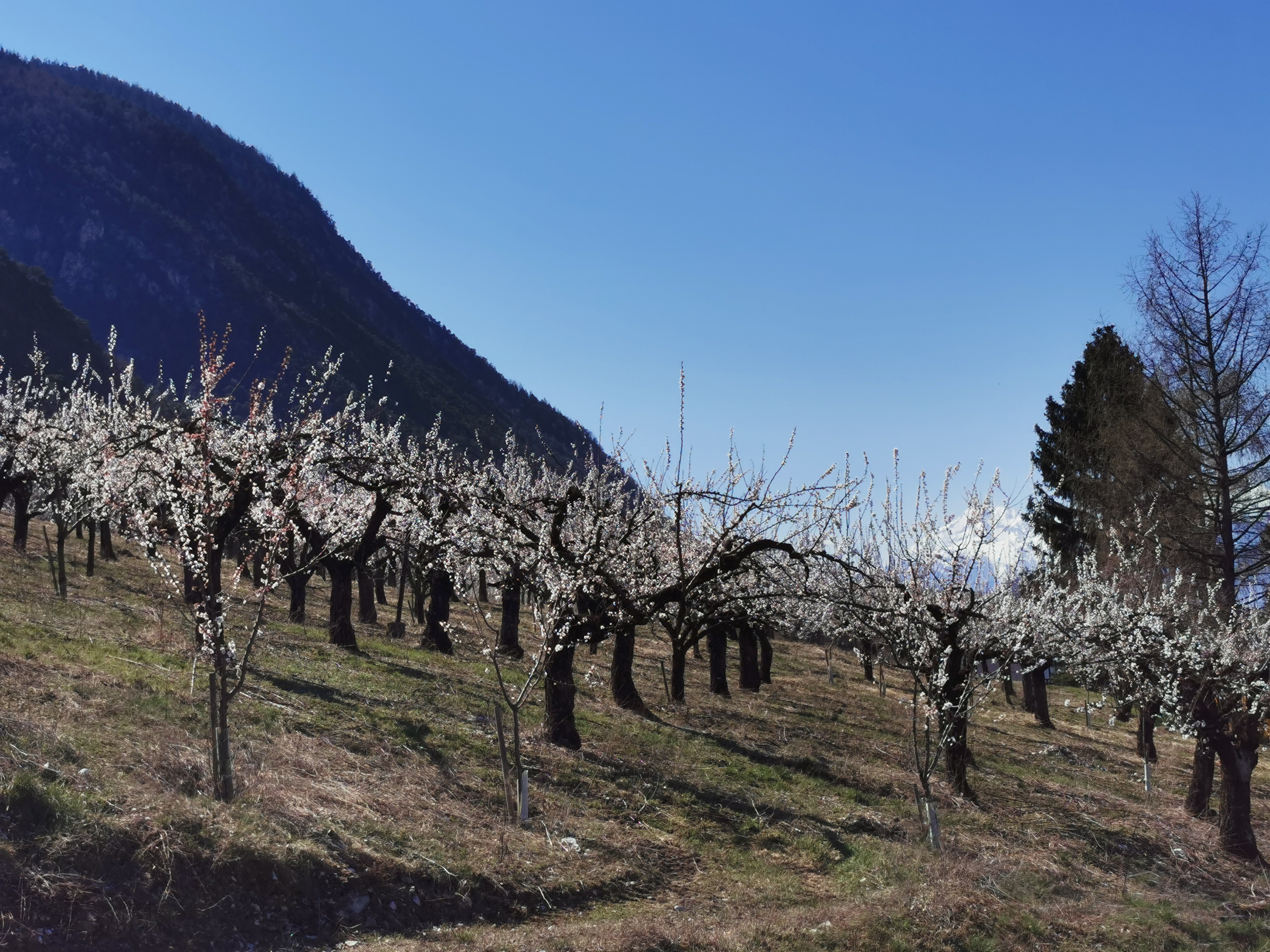 © Les abricotiers en Valais, ce jeudi 26 mars 2020 - © AGIR