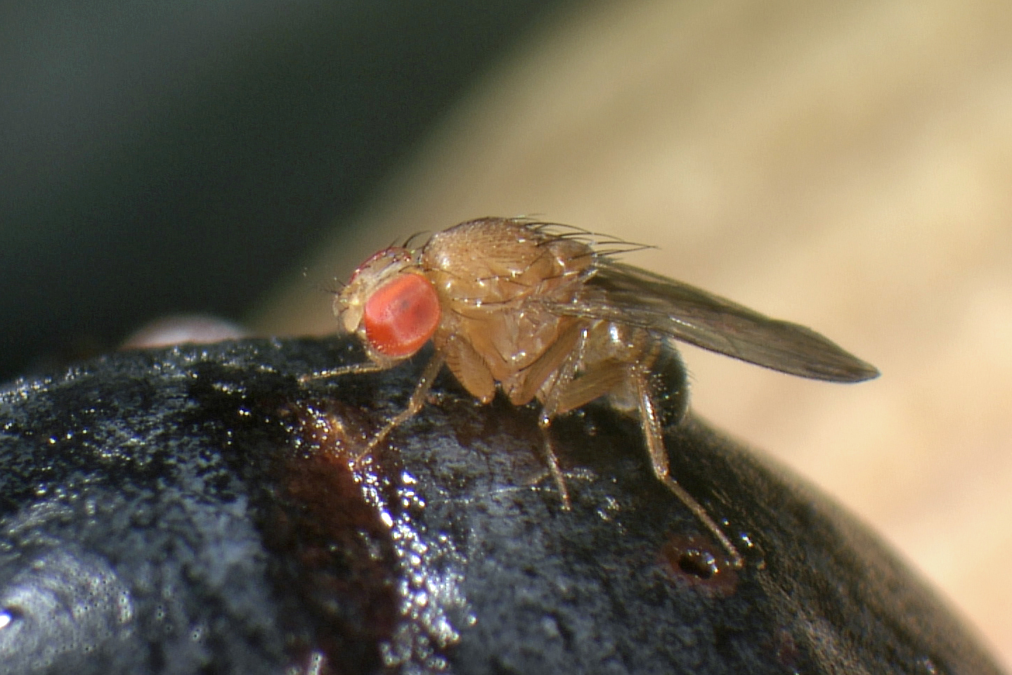 Photo: J. Collatz, Agroscope & U. Wyss, Entofilm - La drosophile du cerisier, est l’un des ravageurs pour lequel une lutte au moyen du forçage génétique est envisagée.