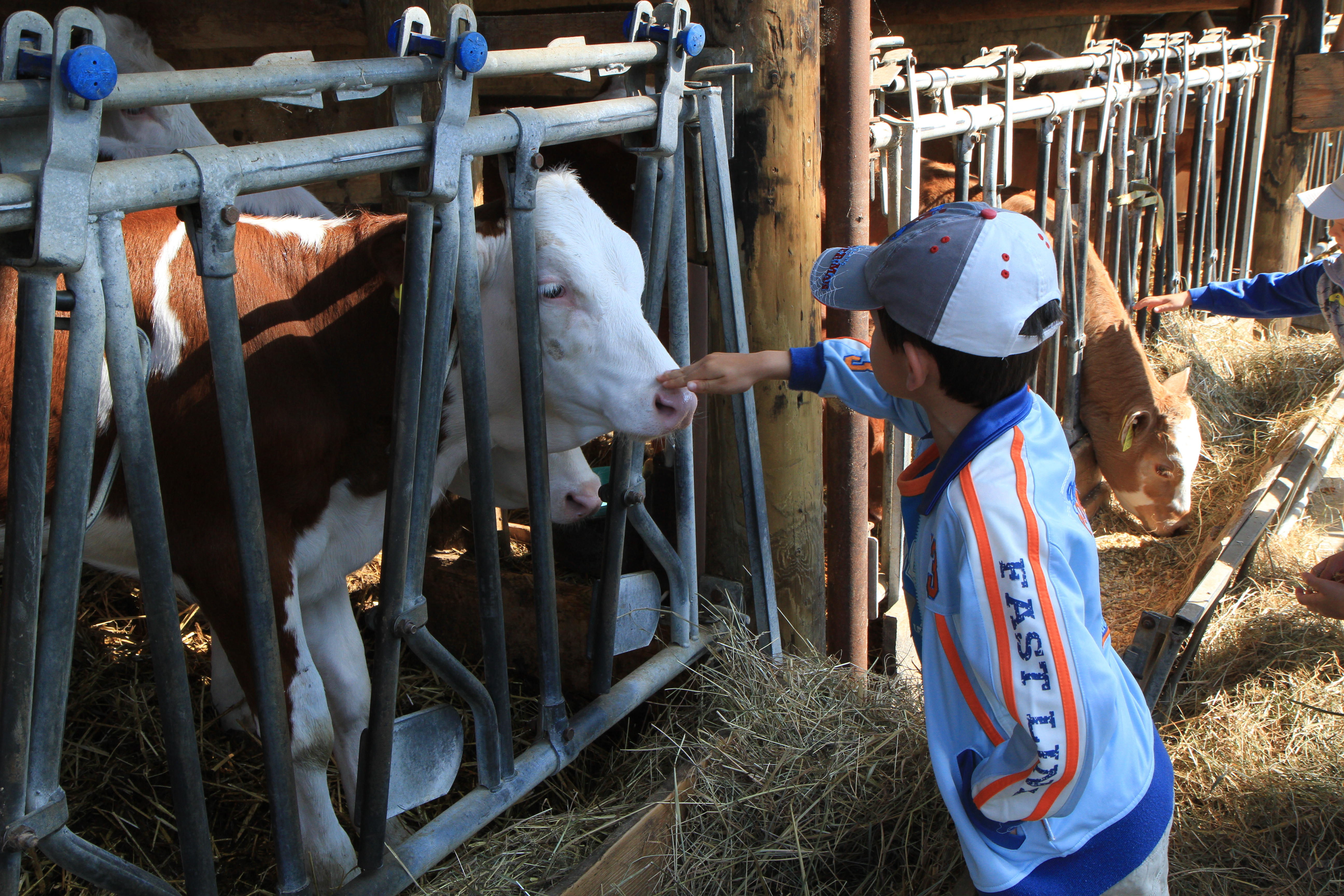 La rencontre avec une vache, lors d'une journée de L'école à la ferme. (DR)