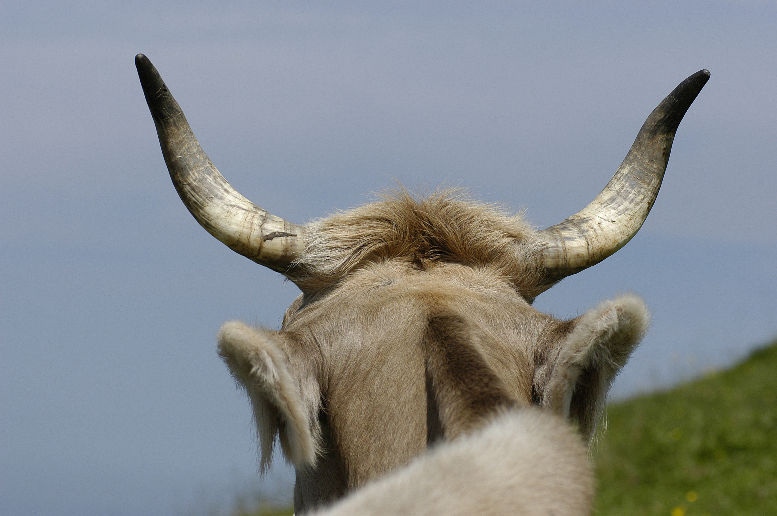 ©Toni Küng/agriculture.ch