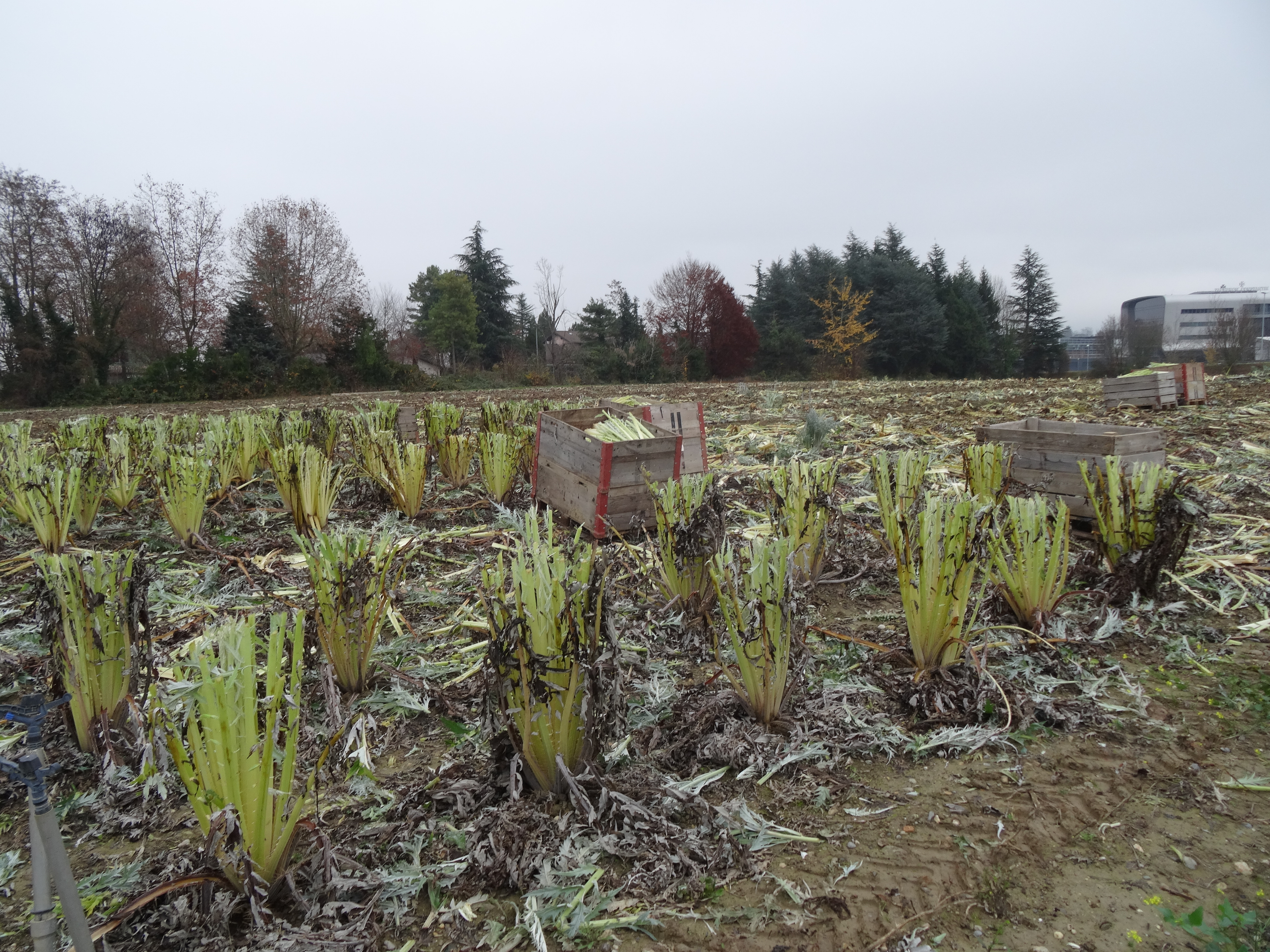 Copyright AGIR: Le cardon, une culture et une spécialité typiques du terroir genevois