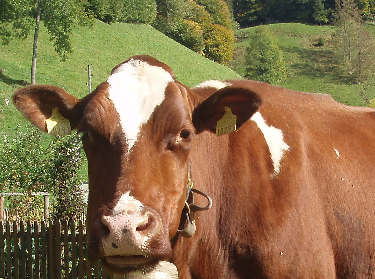 Copyright: agriculture.ch