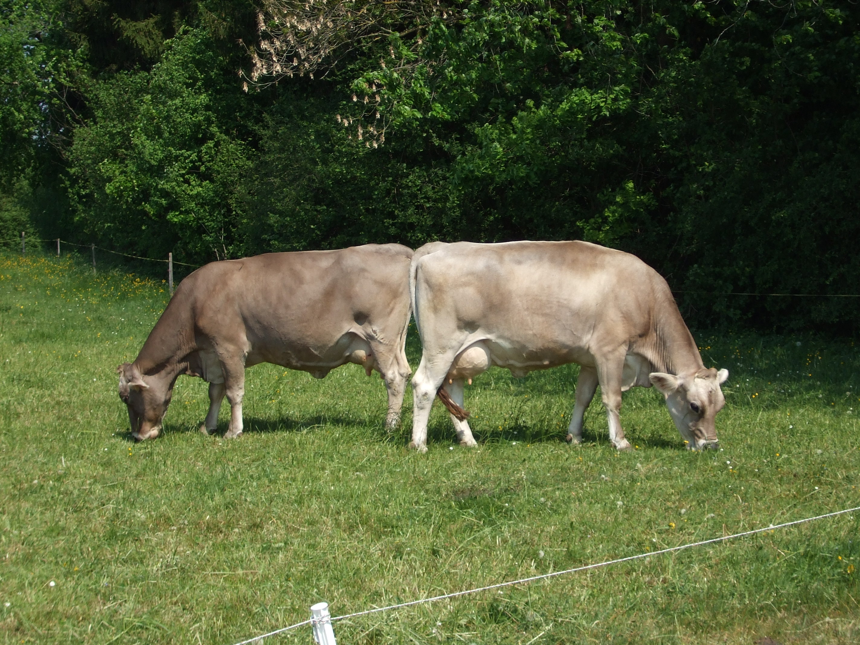 Copyright: agriculture.ch