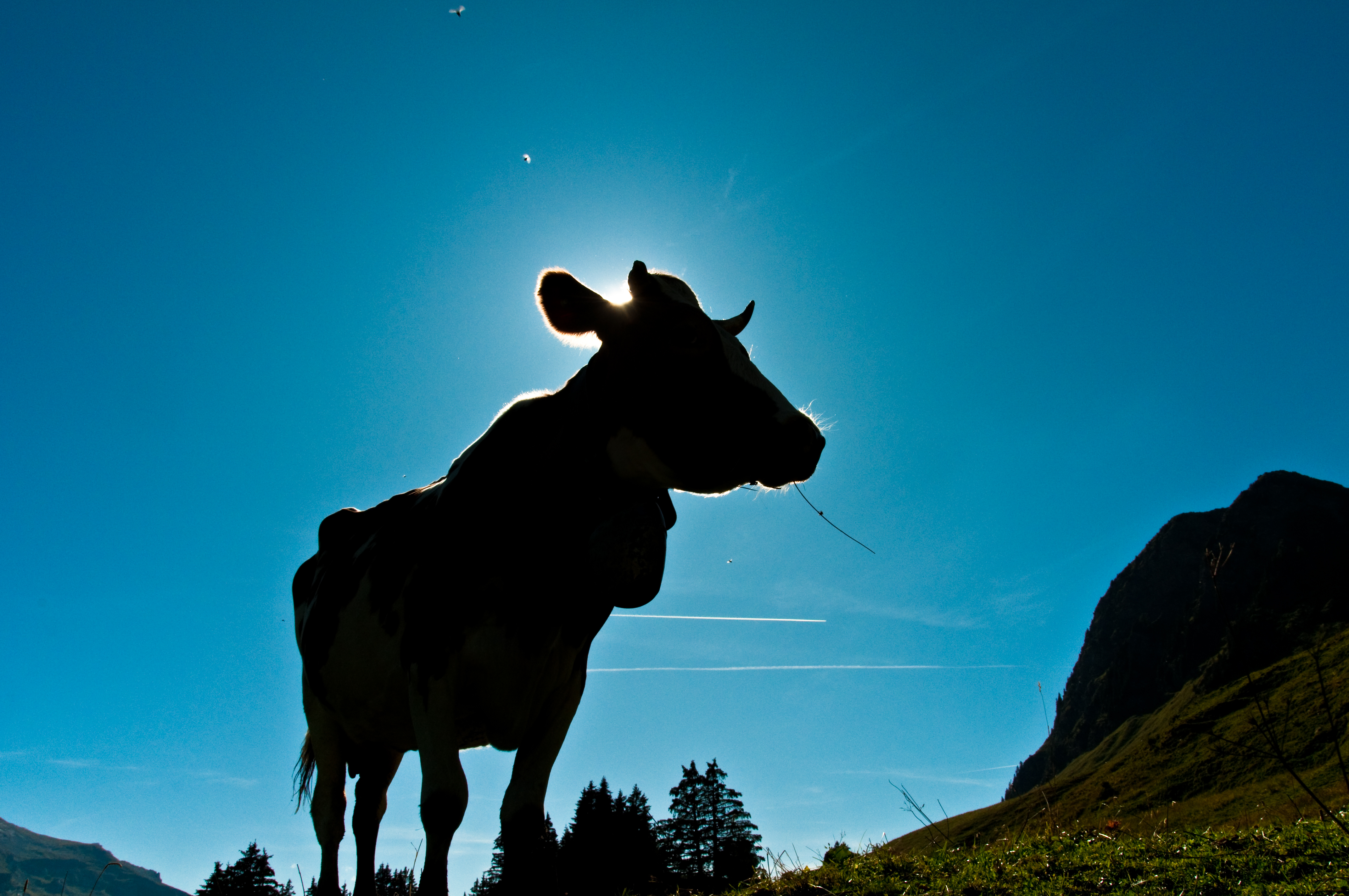 Copyright: agriculture.ch