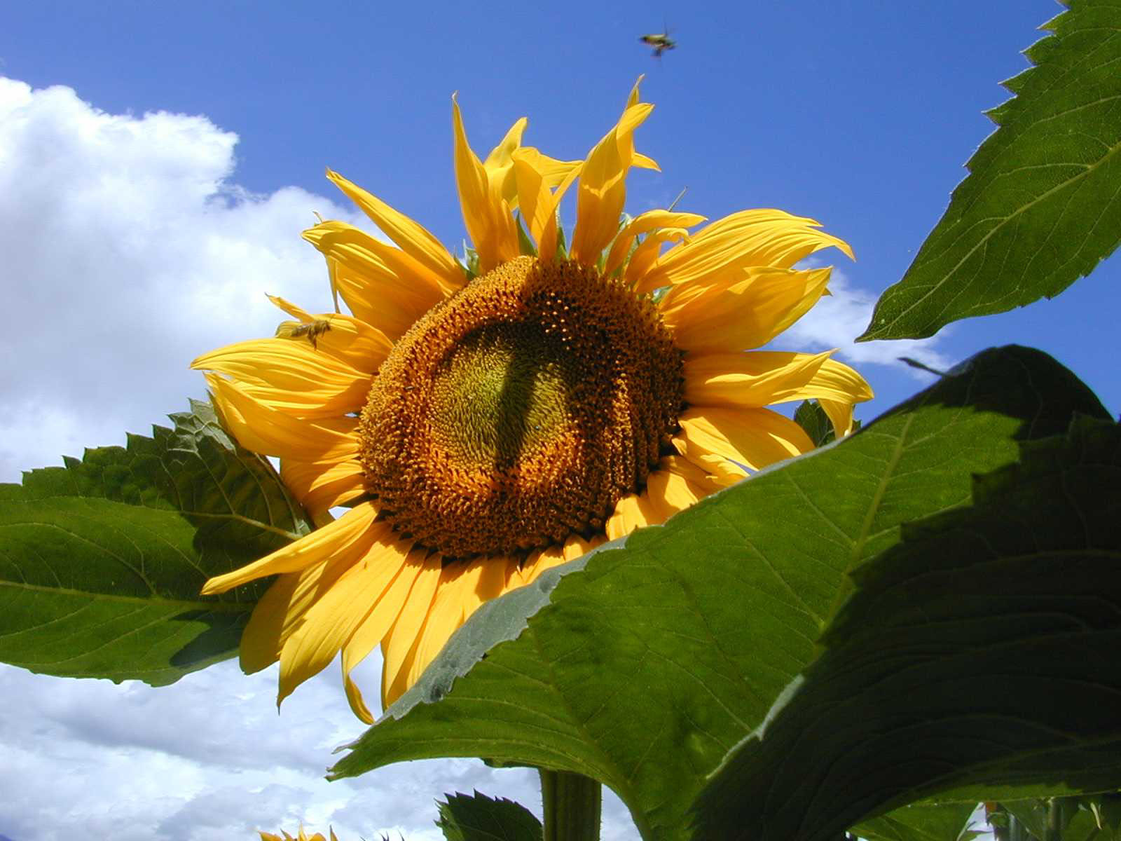 Copyright swiss granum