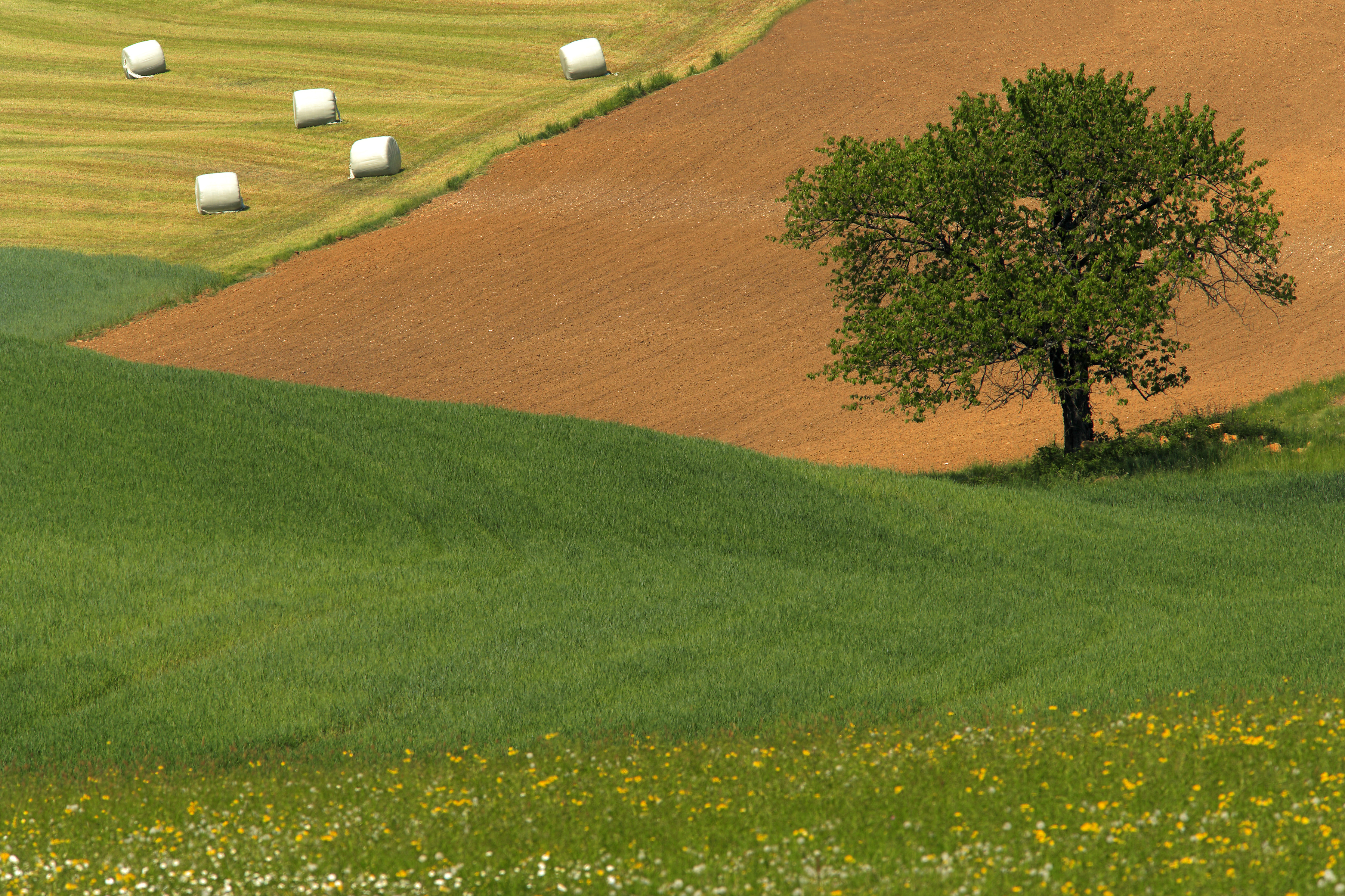 Copyright: Ch.Camenzind / agriculture.ch