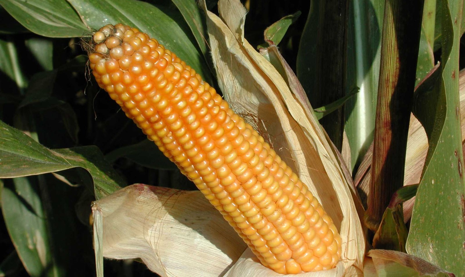 Copyright: swiss granum