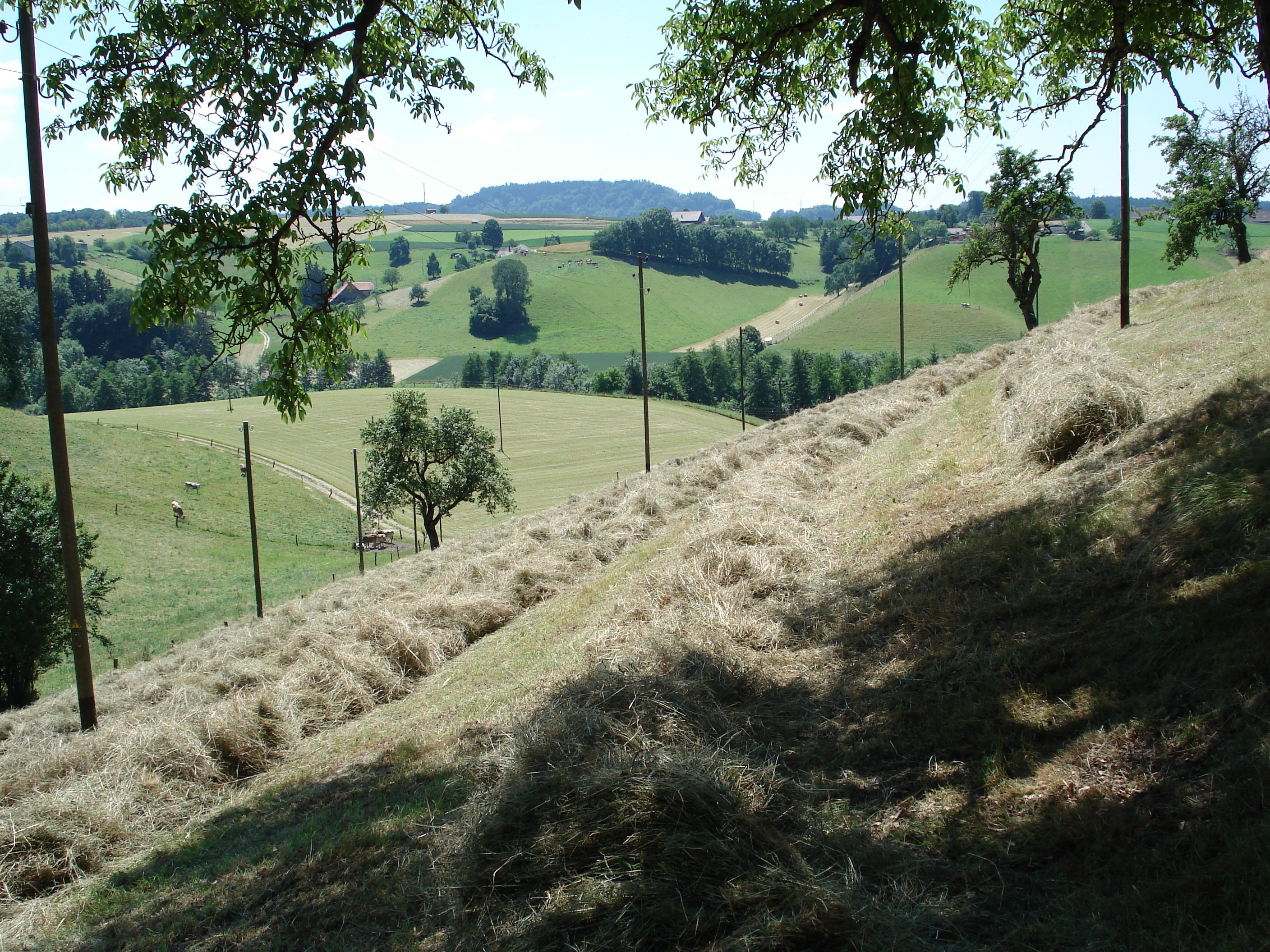 Copyright: Agnes Schuler / agriculture.ch - PSL déplore l'absence de propositions visant à promouvoir le fourrage grossier suisse.