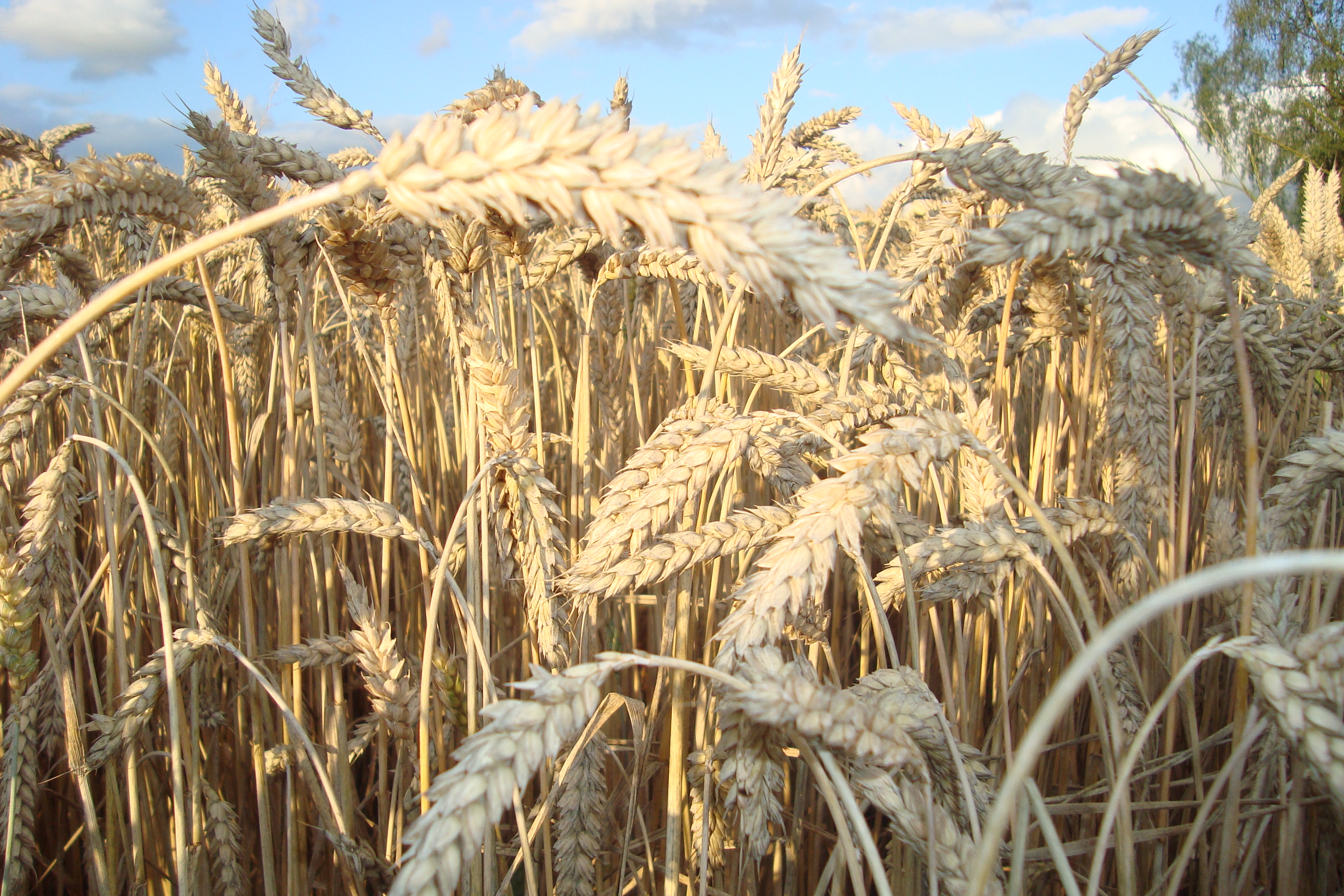 Manon Bosson / agriculture.ch