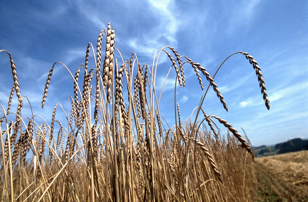 Copyright: swissgranum