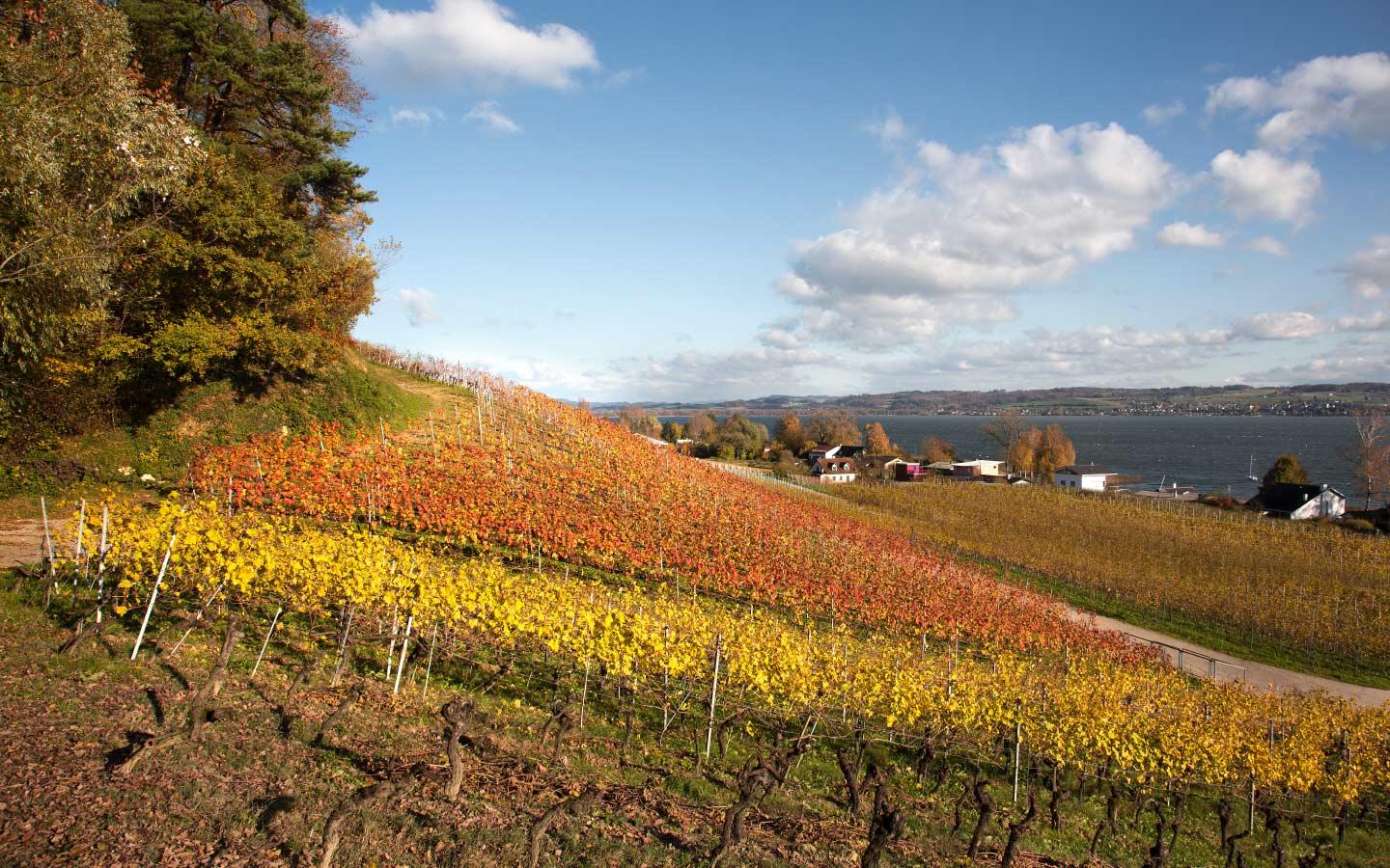 Copyright: OVV - Vignobles du Vully