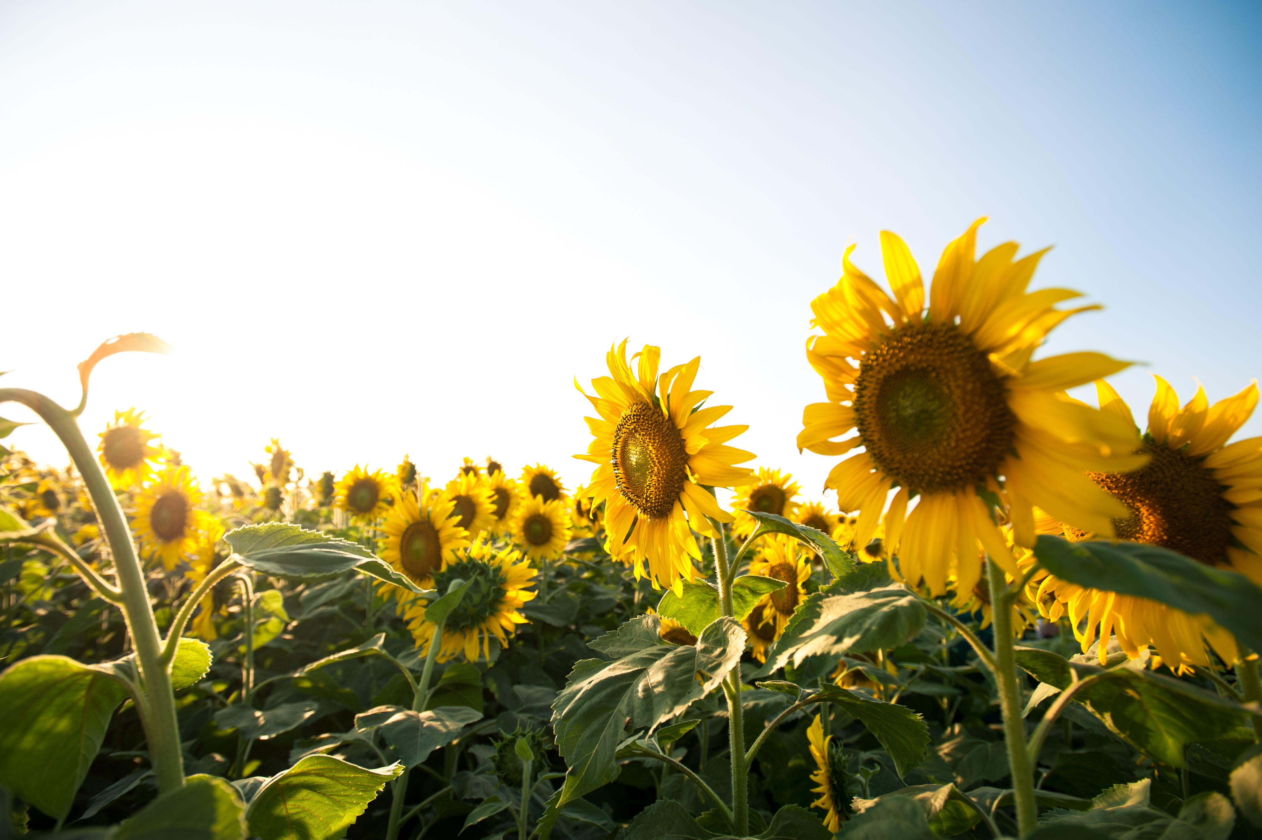 Copyright: swiss granum