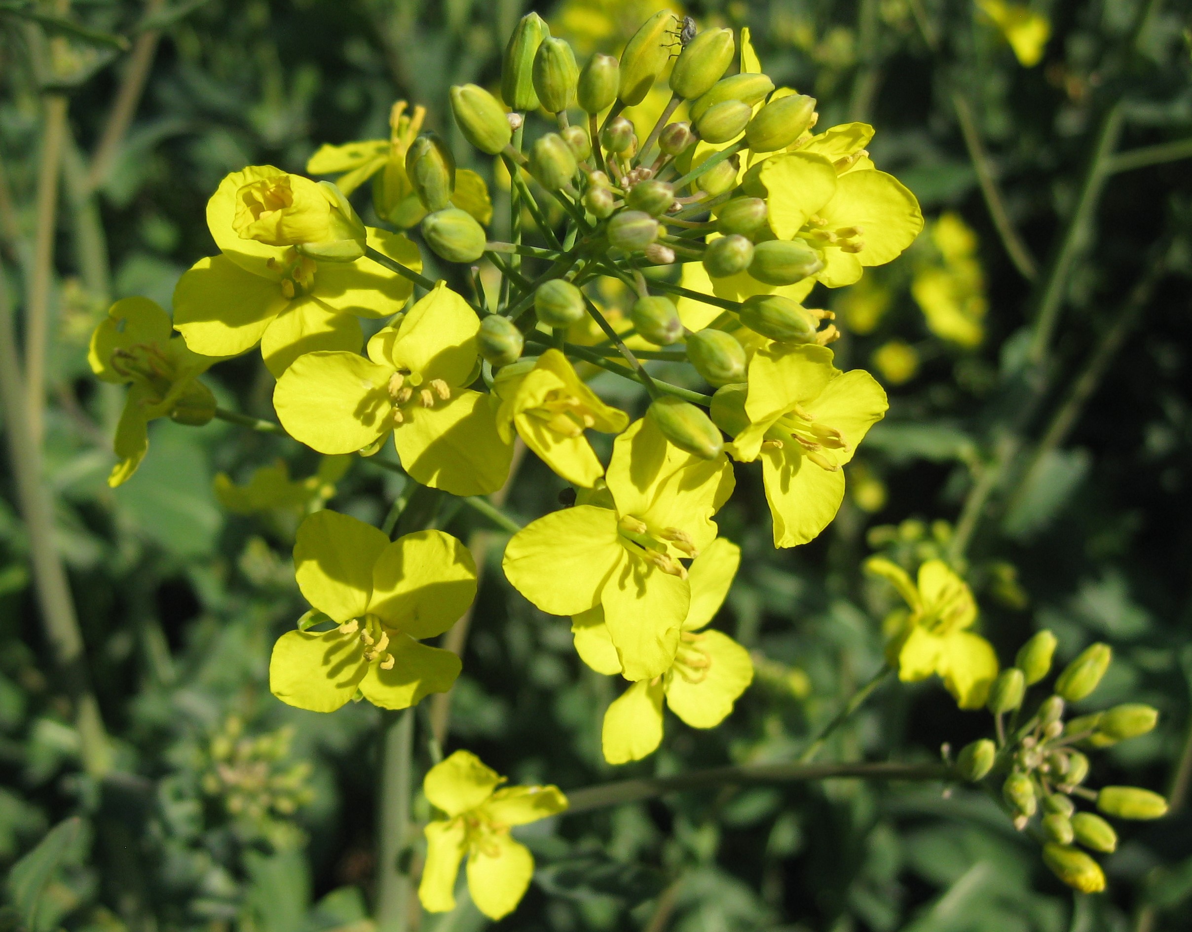 Copyright: swiss granum